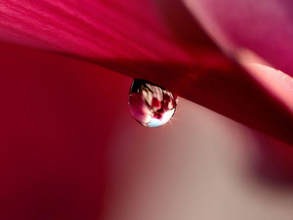 Flower Wallpaper HD For Desktop Free Download Wallpaper