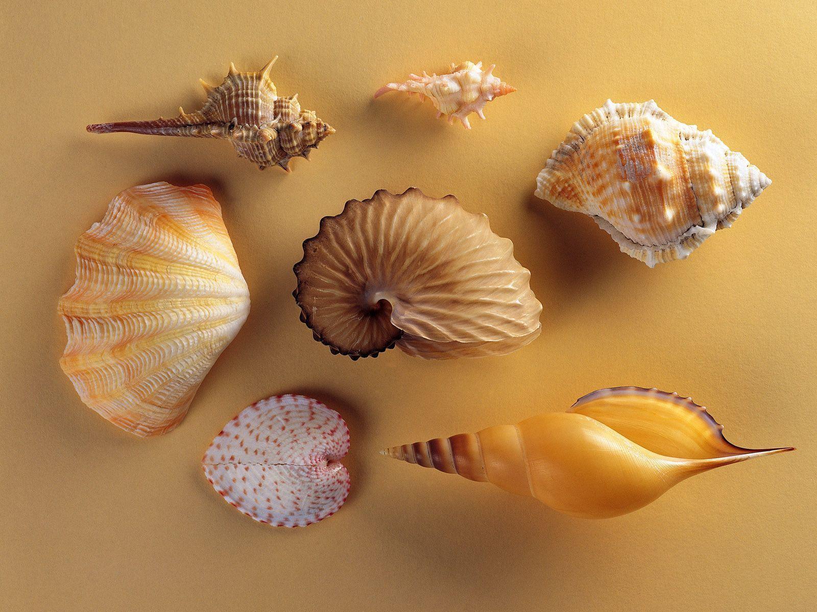 Shell Wallpapers