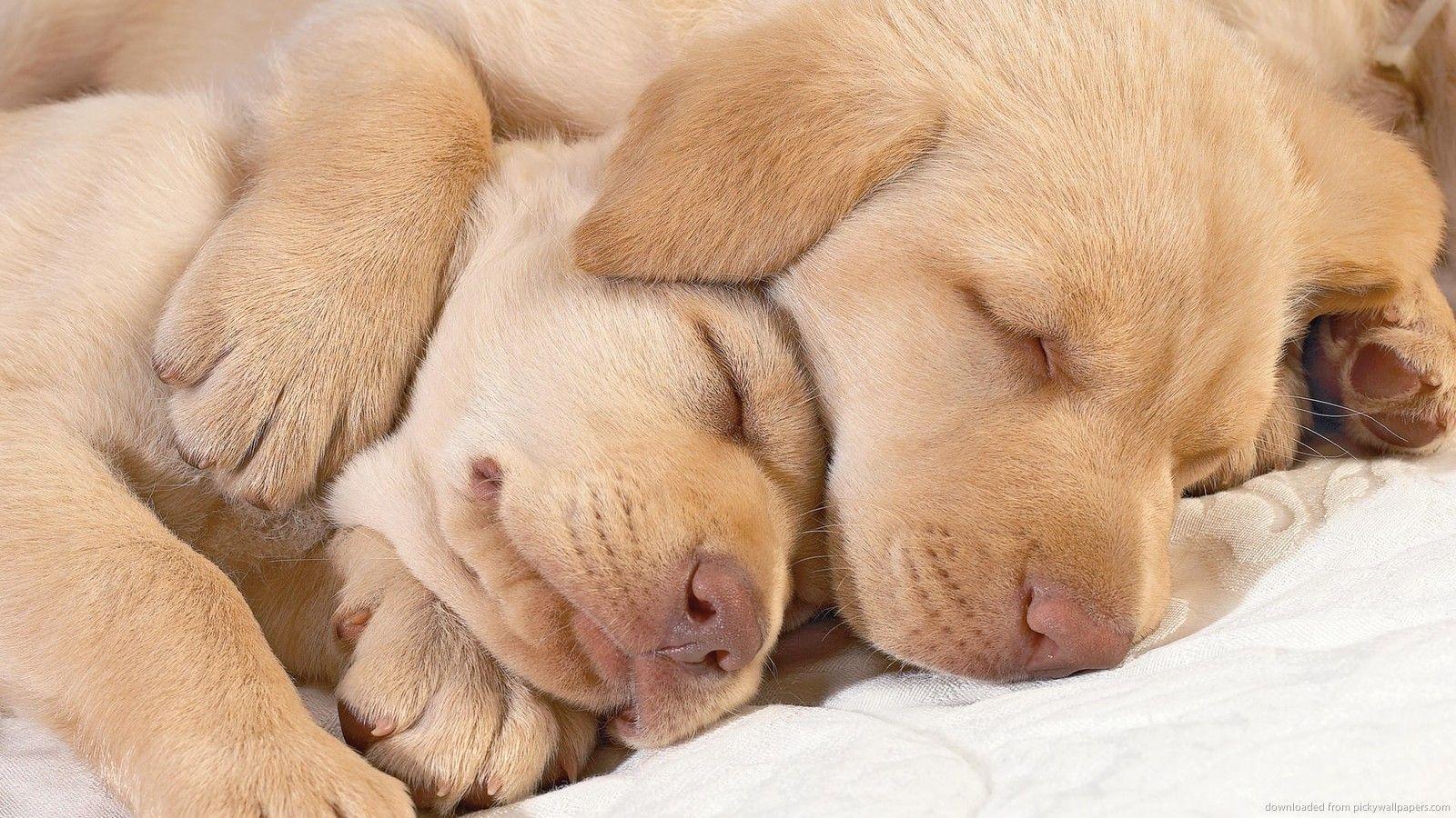 Download 1600x900 Two Cutest Dogs Ever Wallpaper