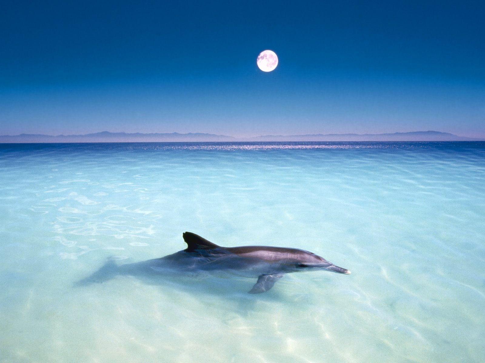 Animals Dolphin Full HD Wallpaper Full HD and Free download