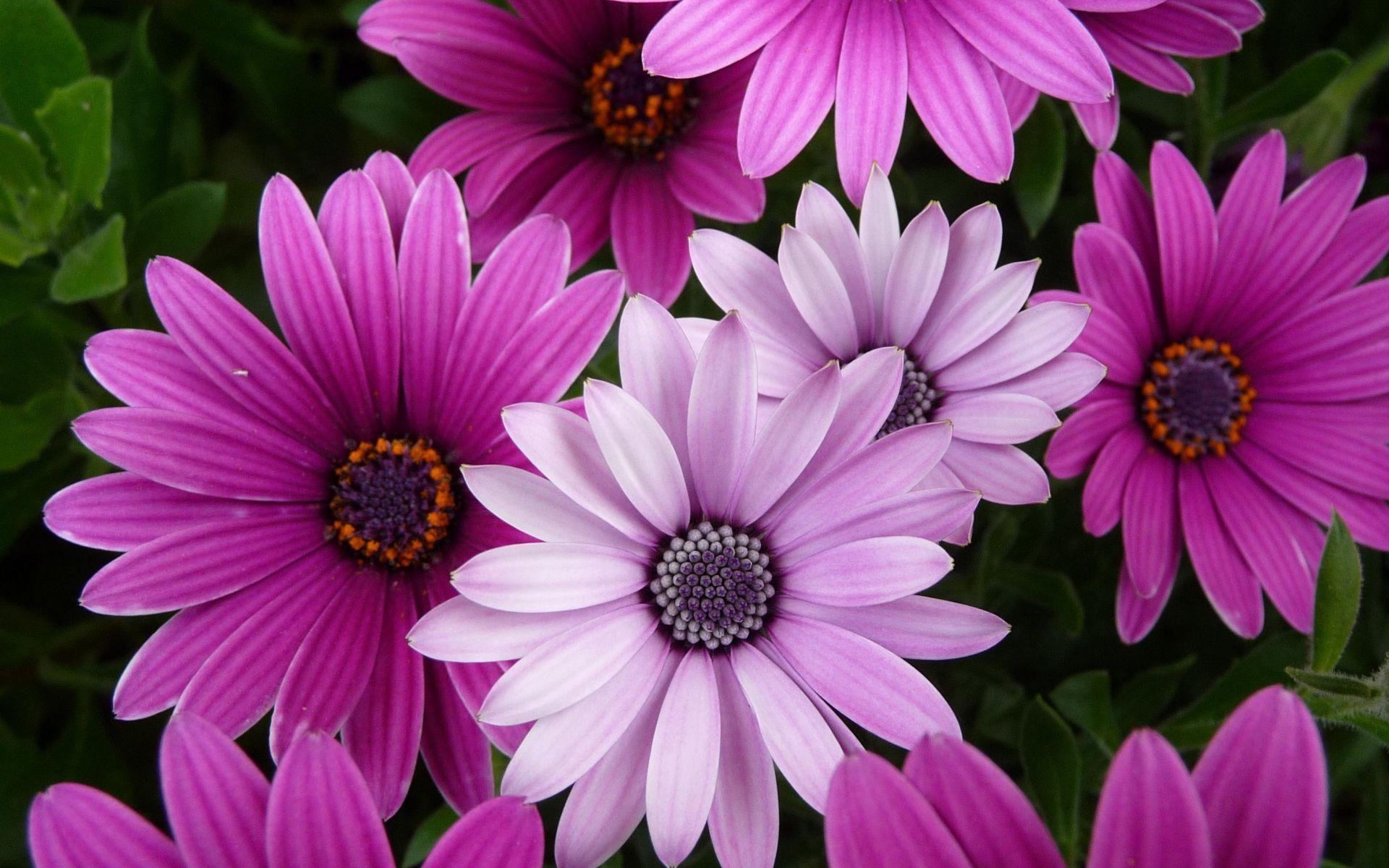 Purple Flowers High Definition Wallpapers 9231 Full HD Wallpapers