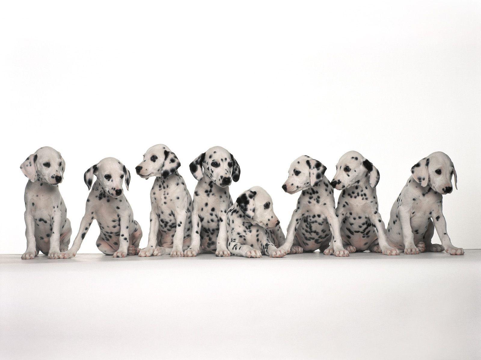 Desktop Wallpaper · Gallery · Animals · Dalmatian puppies. Free
