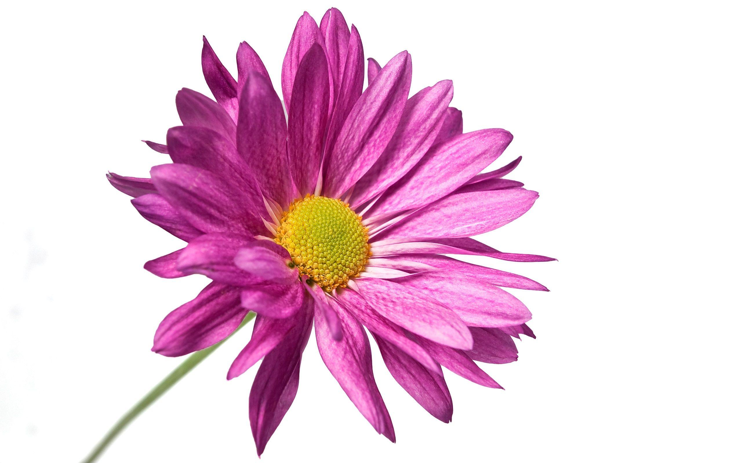 Purple Flower Isolated o White Background Free