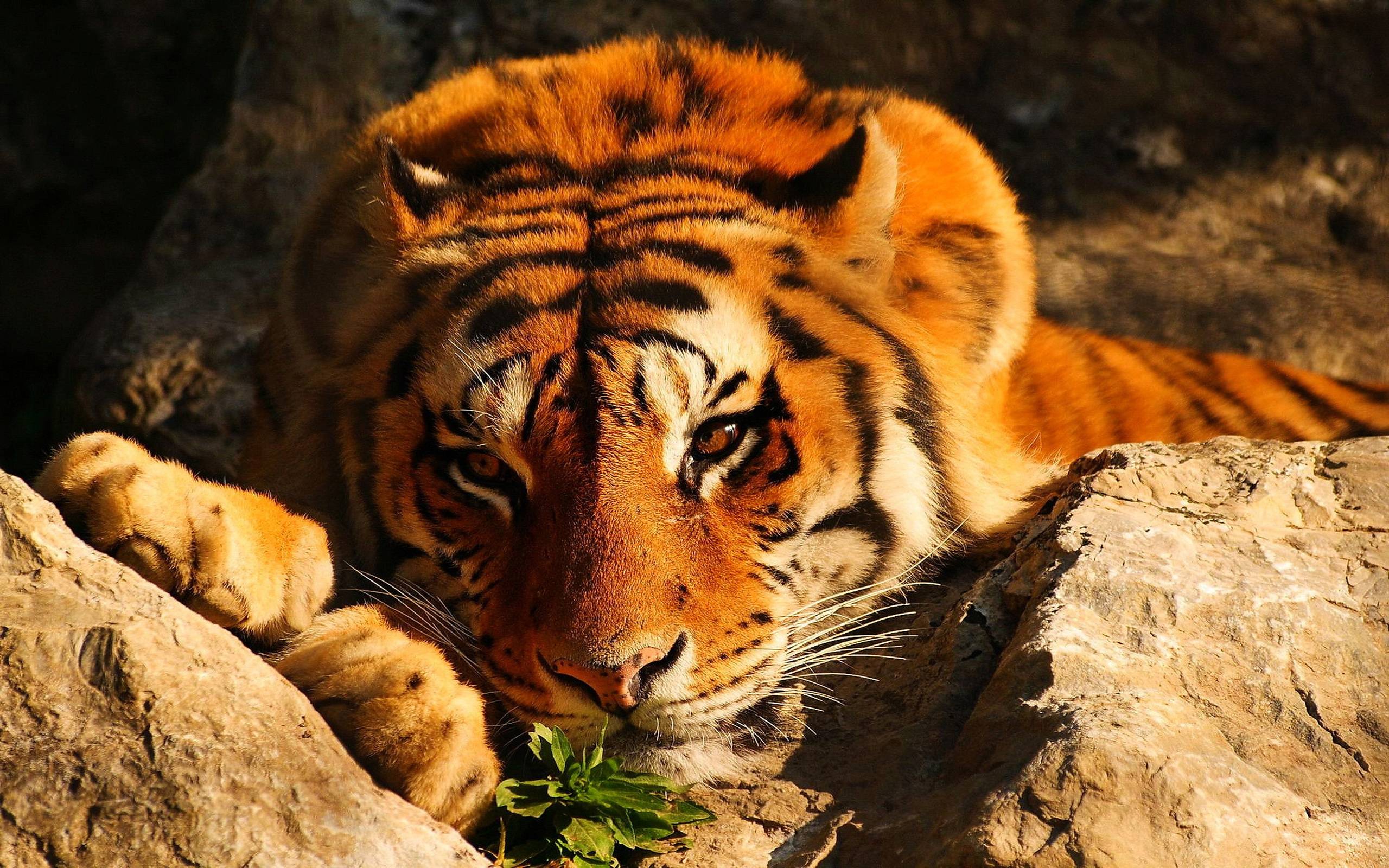 Tiger Background Wallpaper