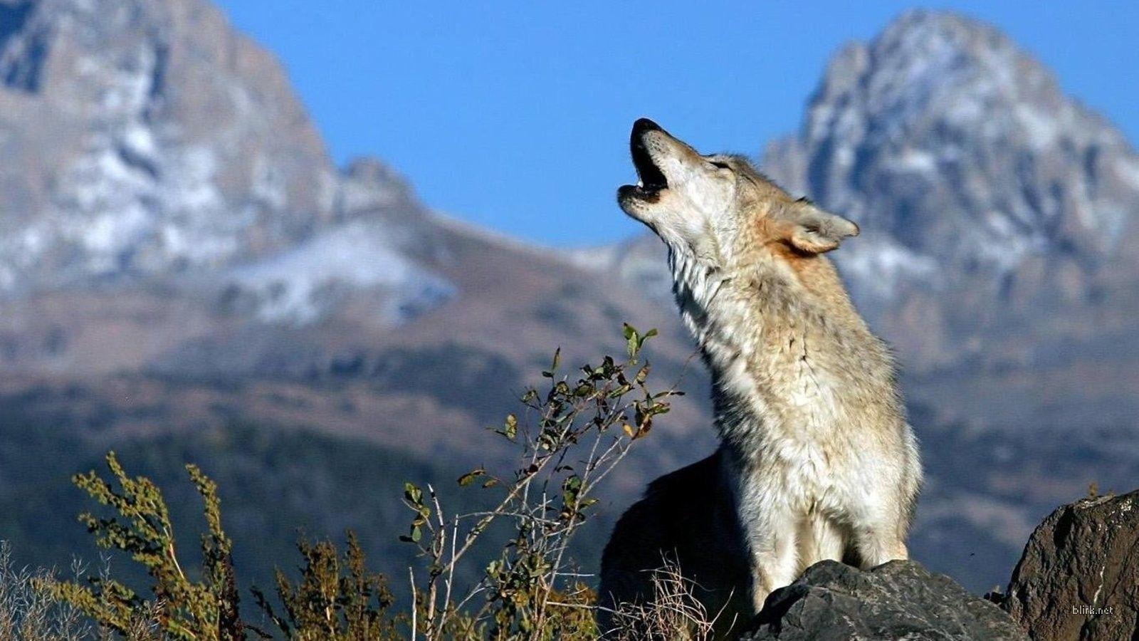 Wolf Howling Wallpaper HD