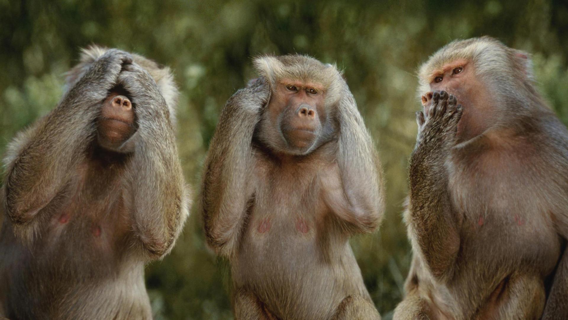 Three Little Monkeys Funny HD Wallpaper. HD Wallpaper. Desktop