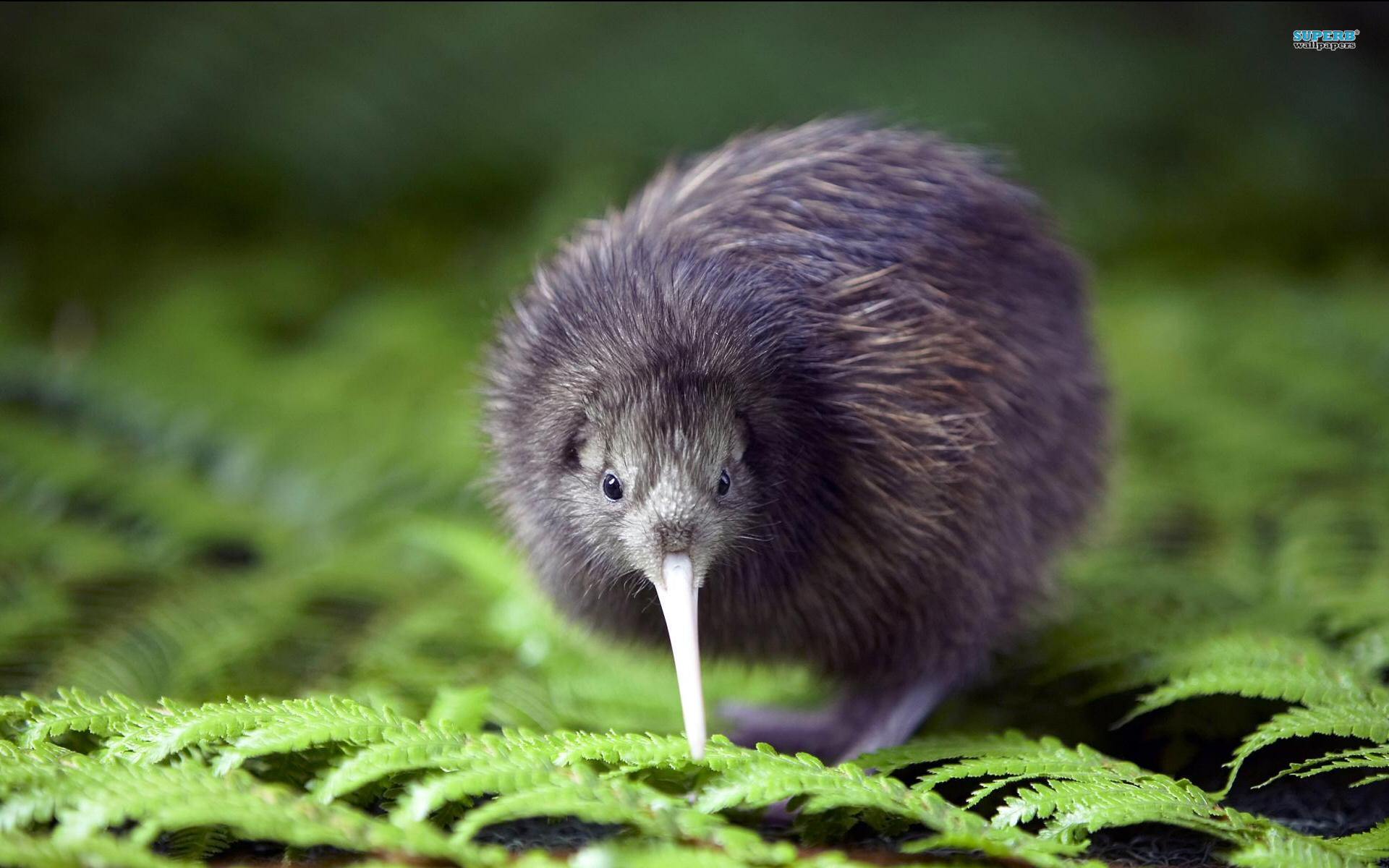 Kiwi 8971