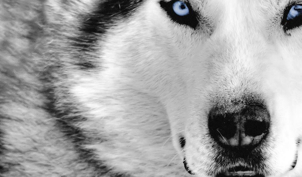 Animal wallpaper HD desktop Wallpaper Is The Best Place