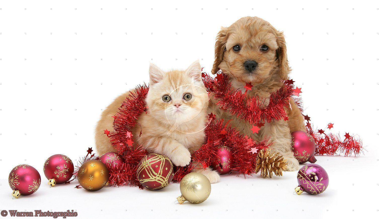 Cute Christmas Kittens And Puppies 9683 HD Wallpaper