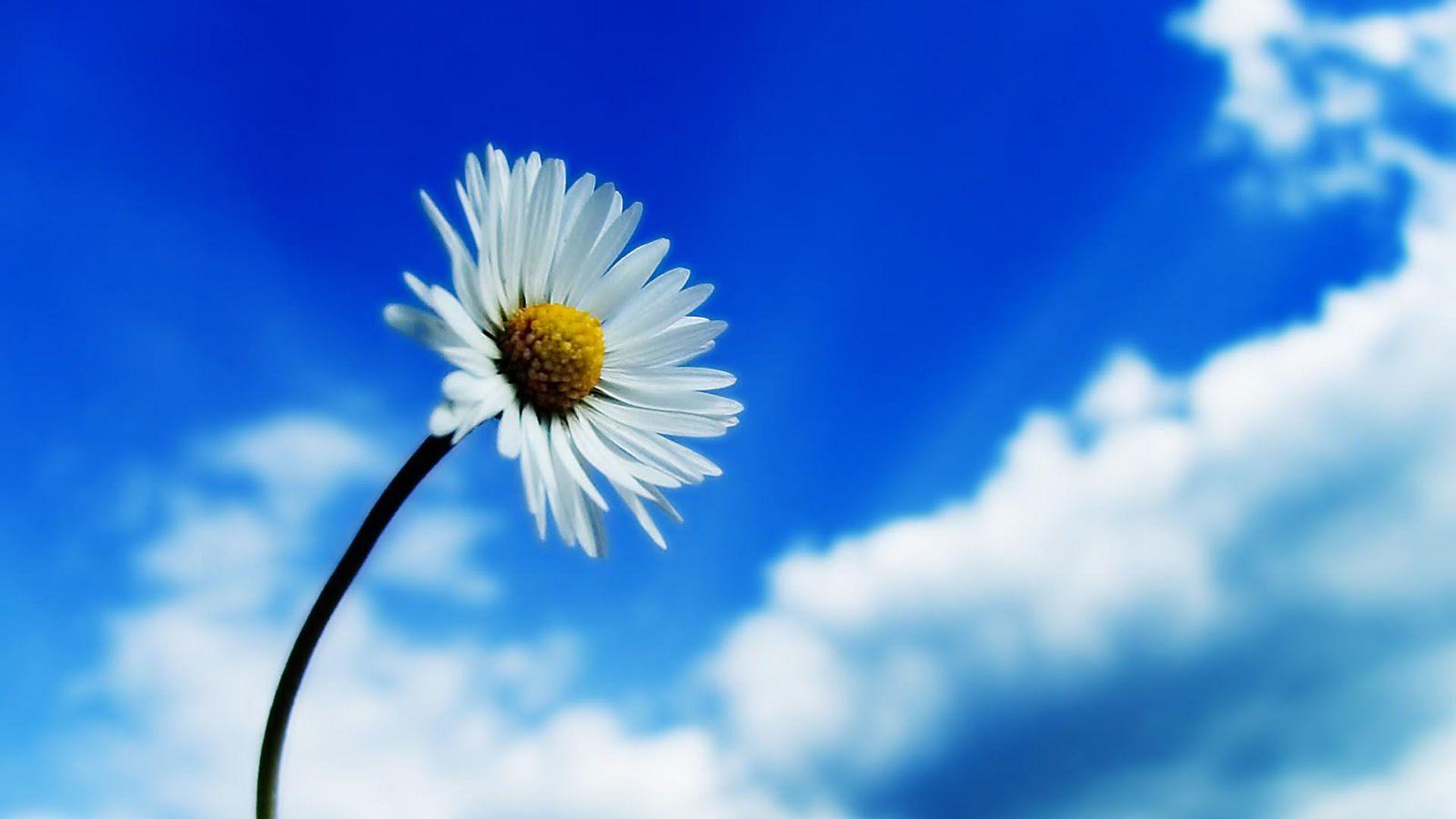 Beautiful Sky White Flower HD Wallpaper