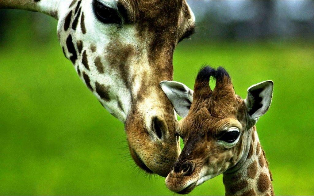 AmazingPict.com. Free Background Cute Animal Giraffe