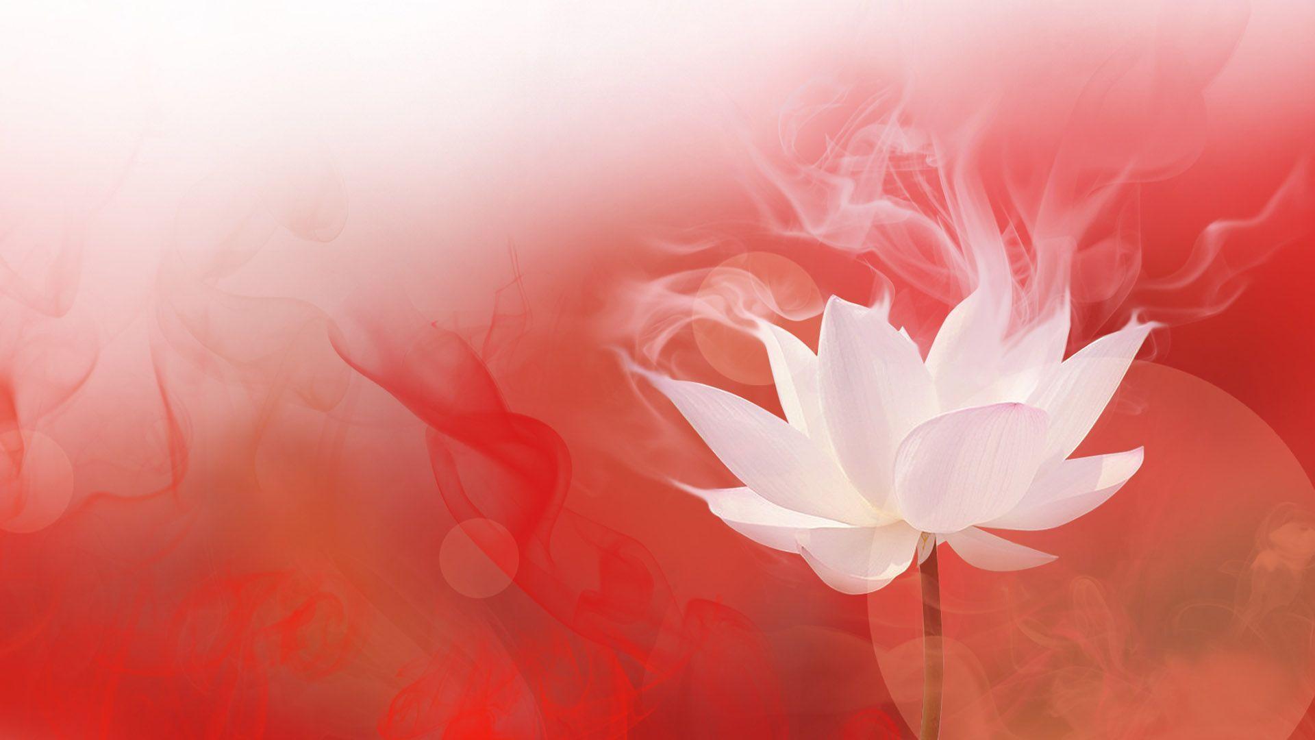 Lotus in the Fire, life is booming, Lotus HD wallpaper, Flowers