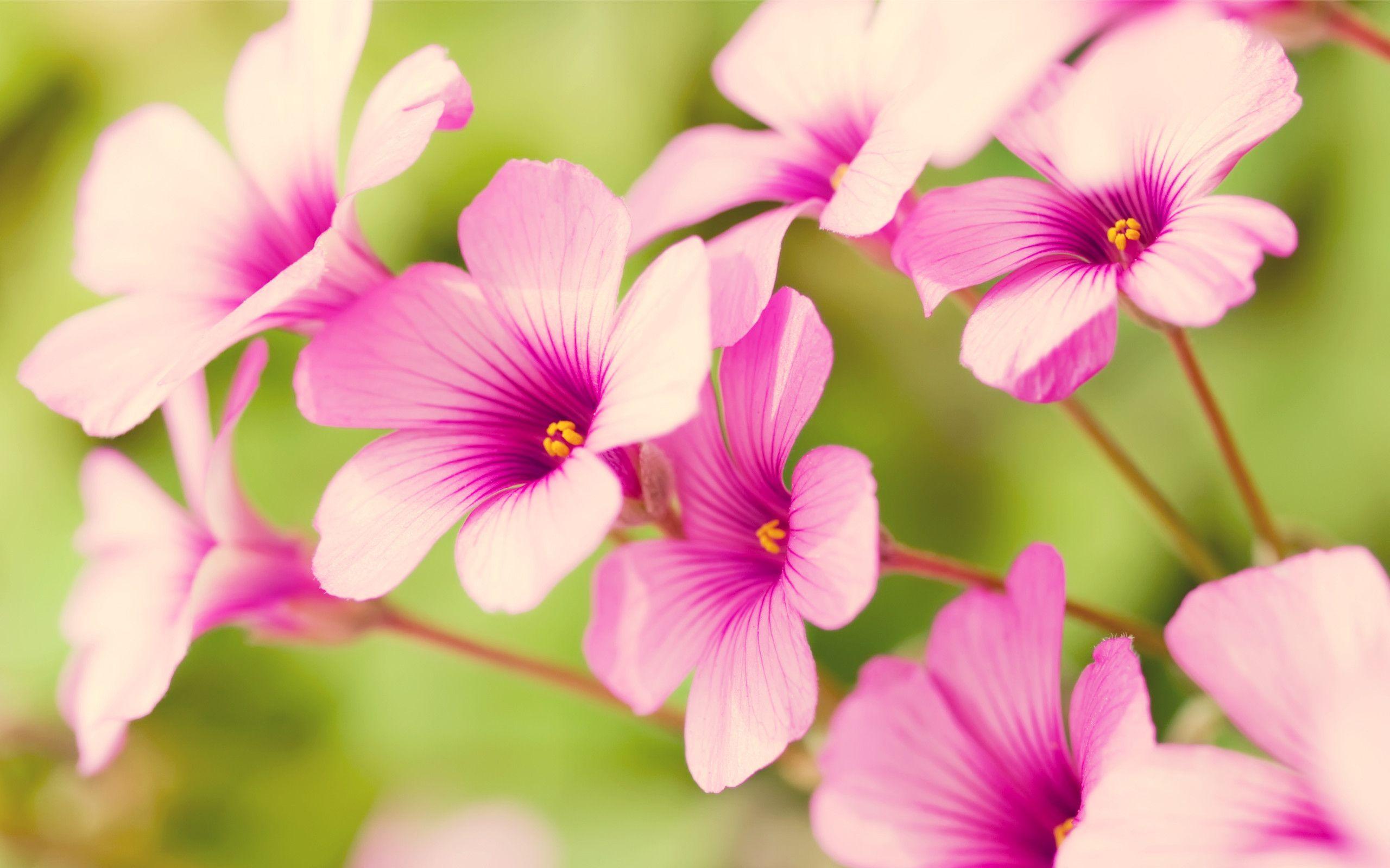 Free Wallpaper Of Flowers: Pretty Purple Verbena In The Background