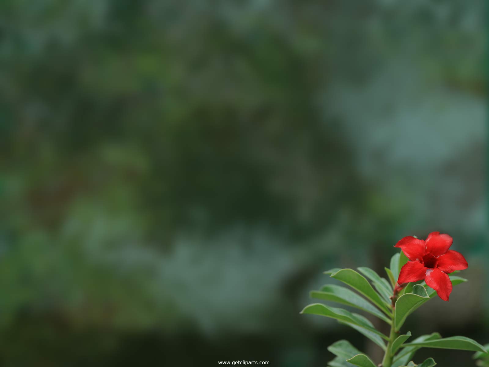 Background Poster Pics Natural Background Poster Pics Natural