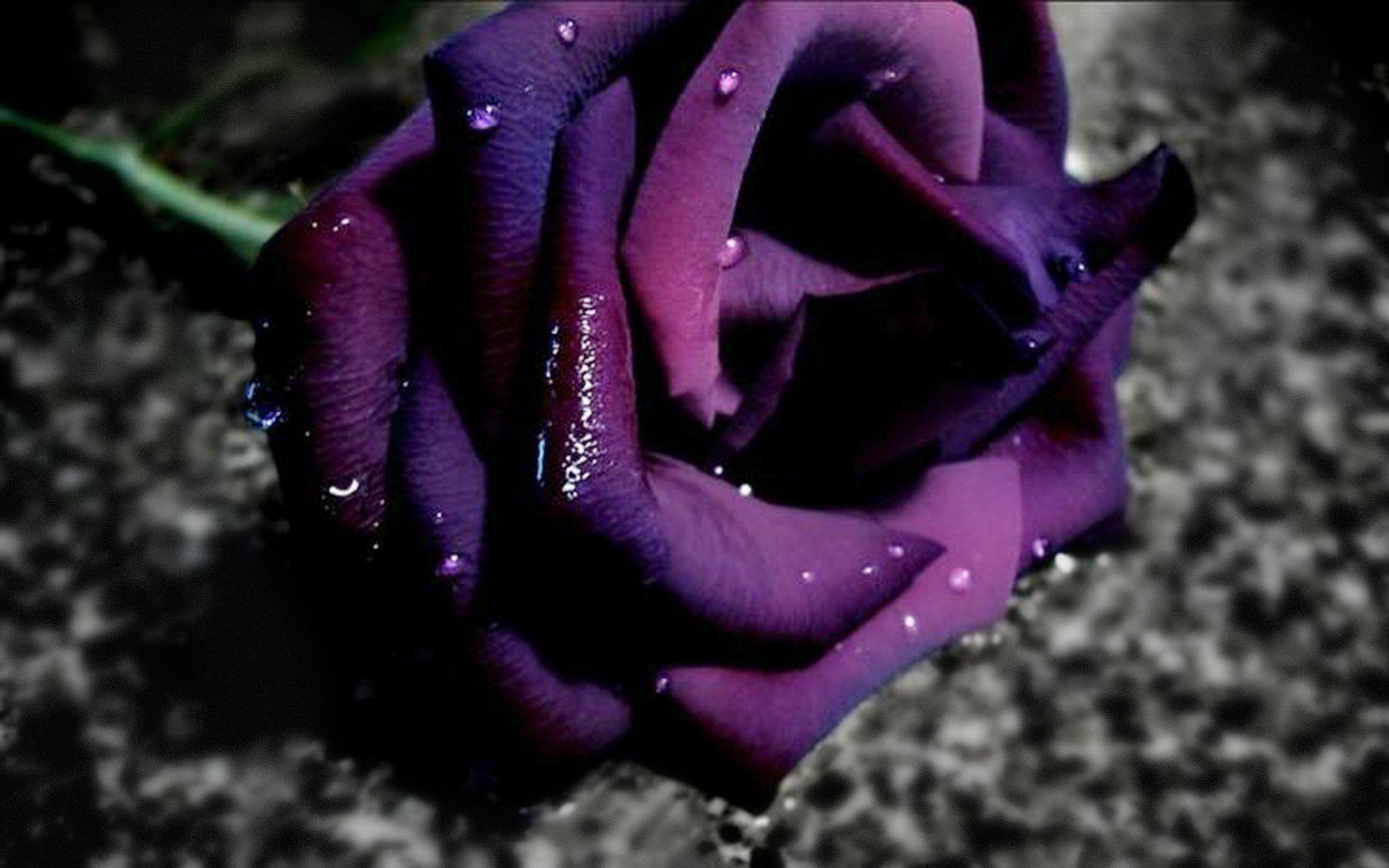 Flowers For > Dark Purple Rose Wallpaper