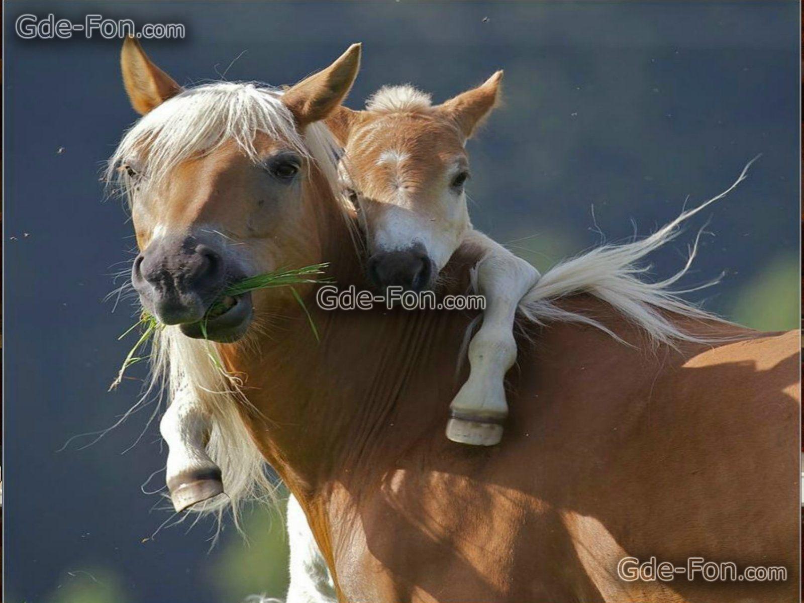 Free Computer Wallpaper Horses