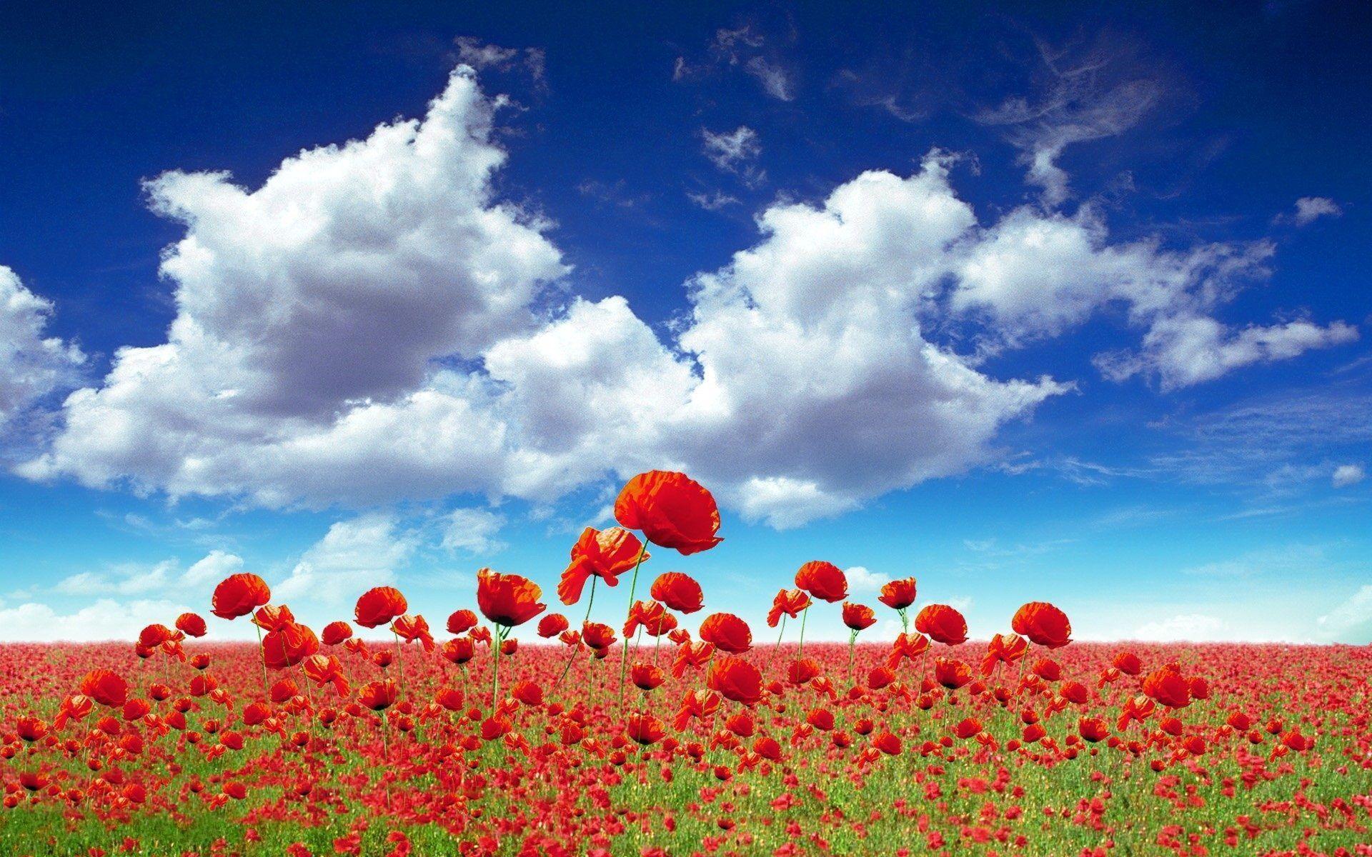 HD *** Meadow Full Of Poppies *** Wallpaper