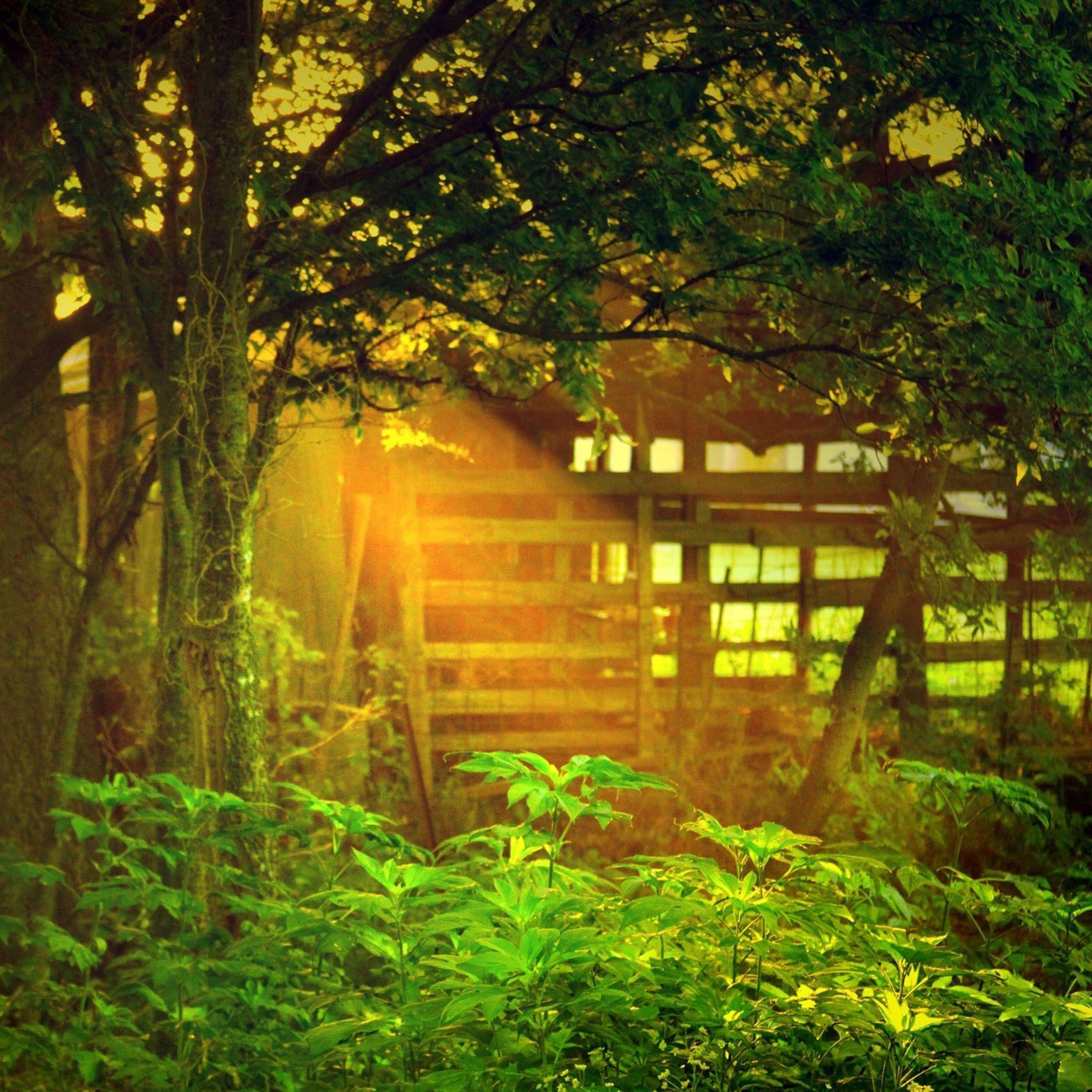 Sunlight Through Trees Beautiful Natural Scenery Desktop / HD iPad