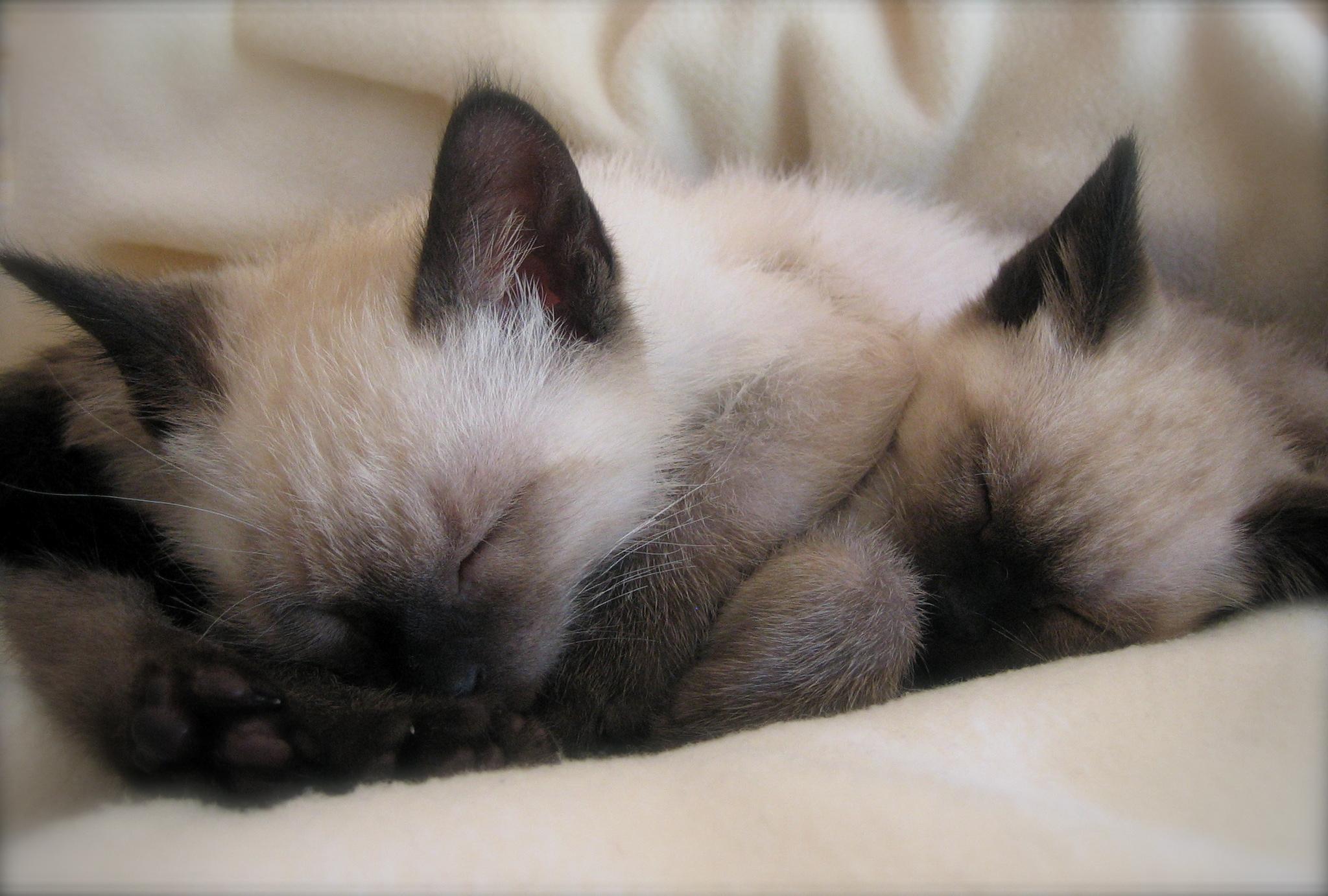 HD Sleeping Siamese Kittens Wallpaper