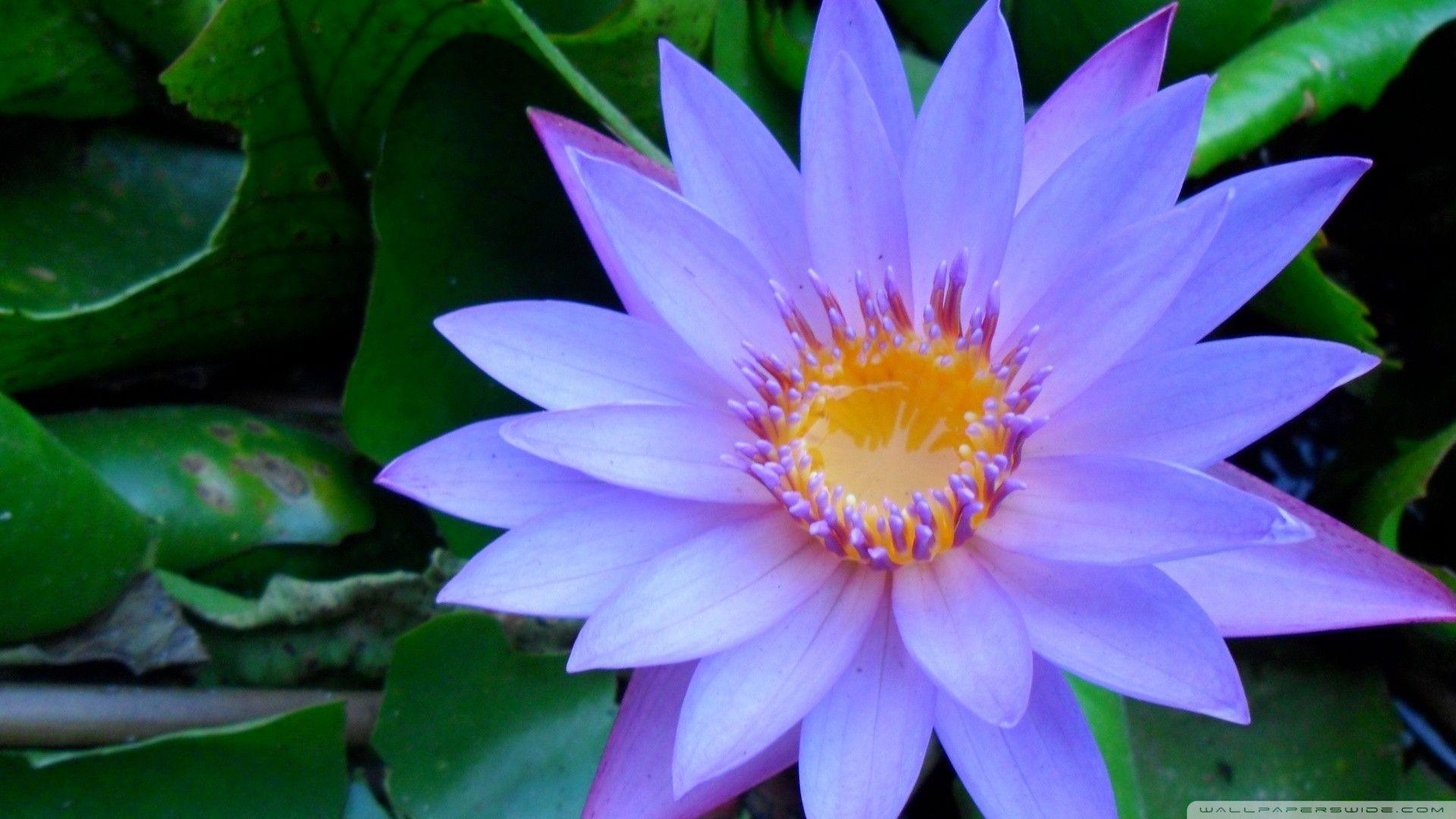 Blue Water Lily Wallpaper