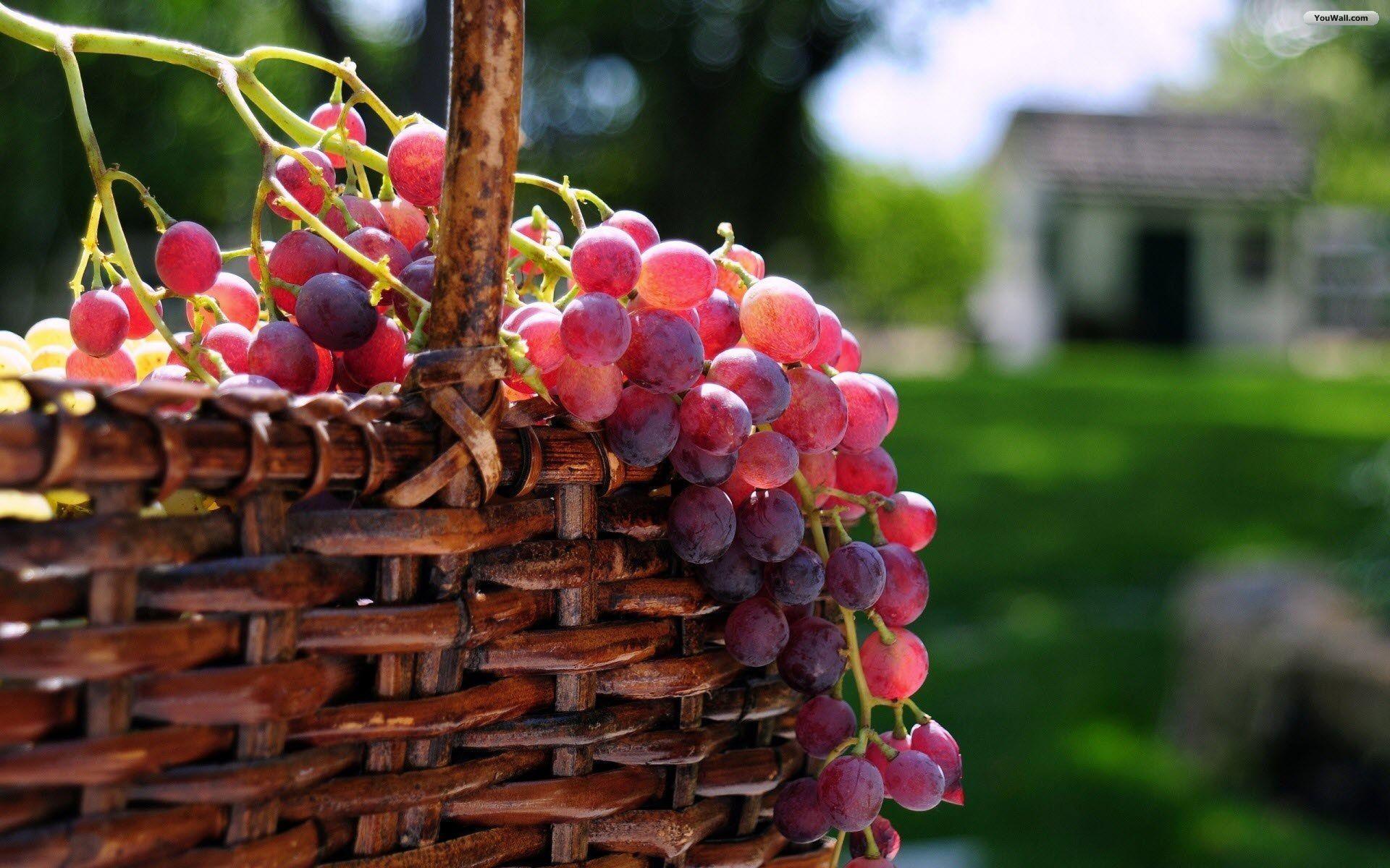 Grapes Wallpaper Free Picture