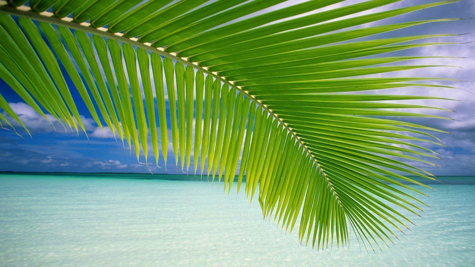 Download Creative Vista Beach Tree Wallpaper. Full HD Wallpaper