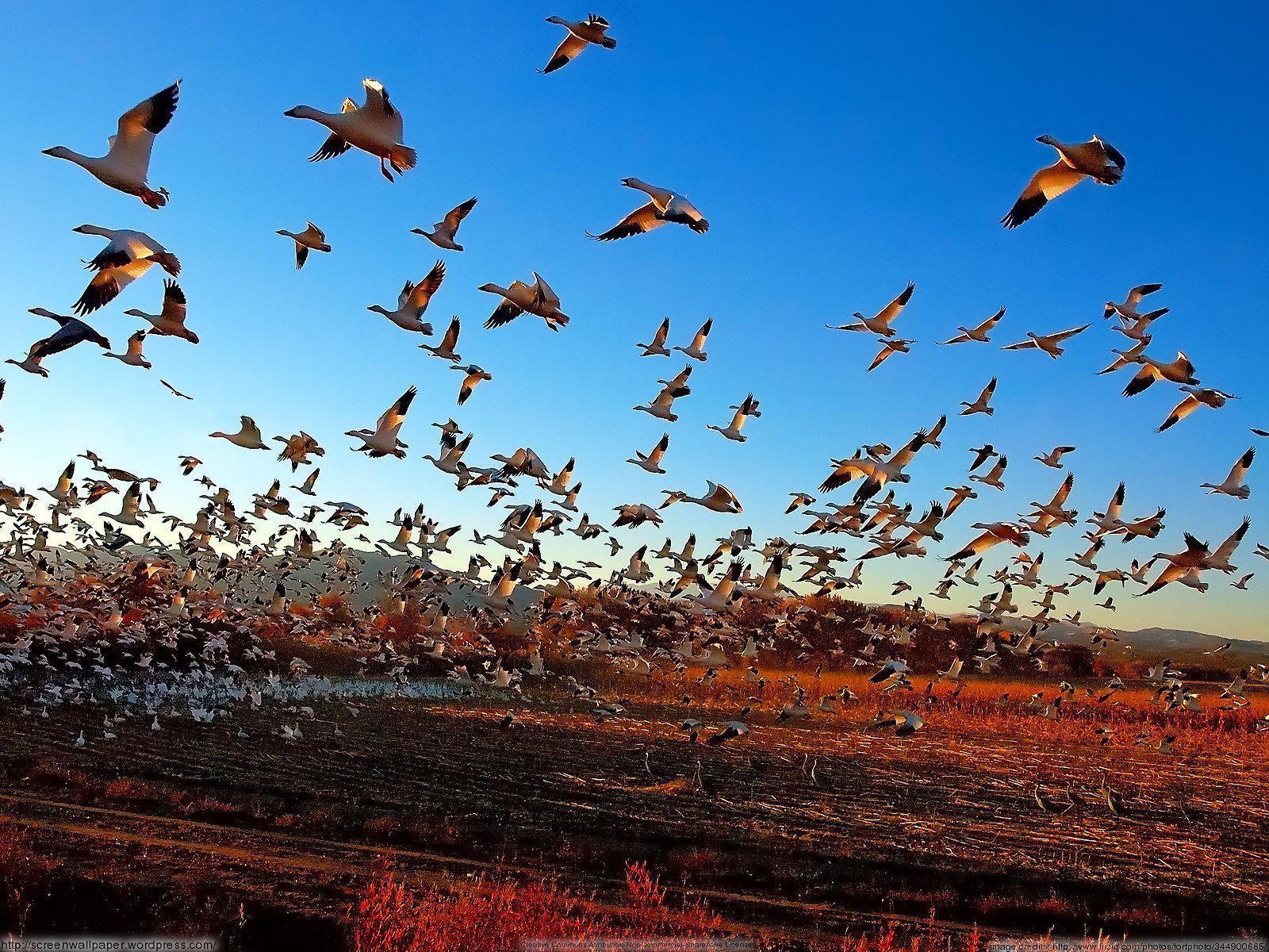 Snow Geese Taking a Fright Flight. just great wallpaper