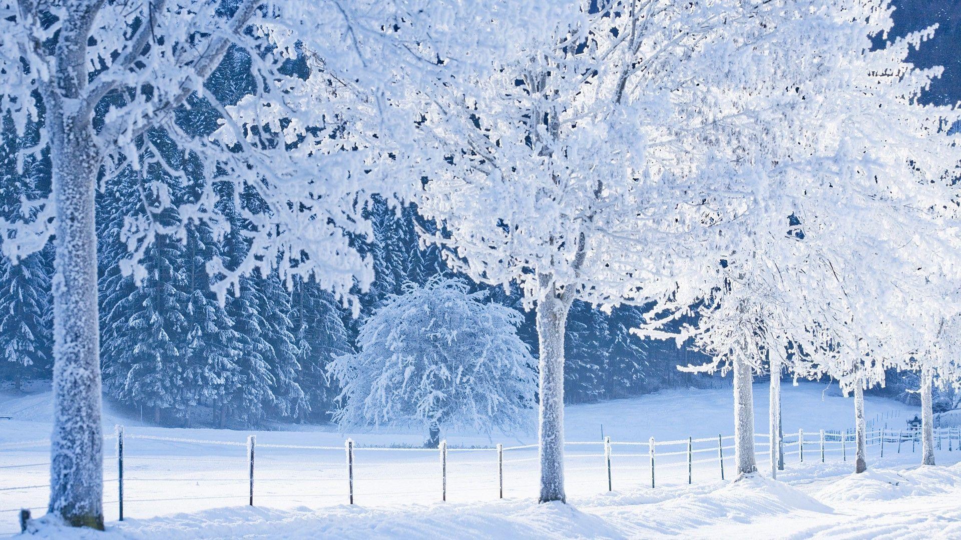 Wallpaper For > Snowy Tree Background