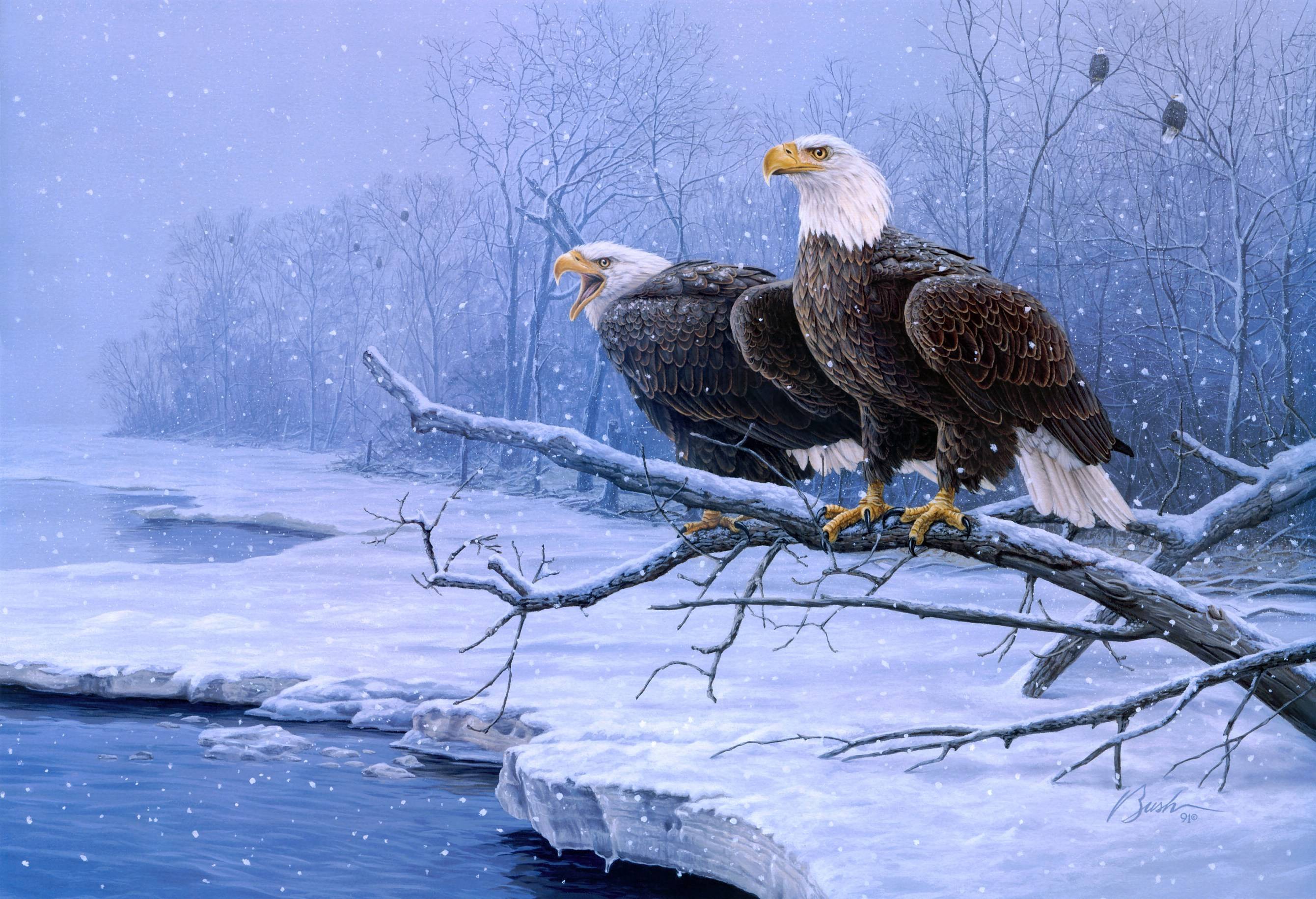 Bald Eagle Wallpapers - Wallpaper Cave