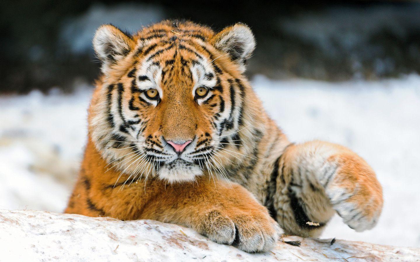 image For > Cute Tiger Wallpaper