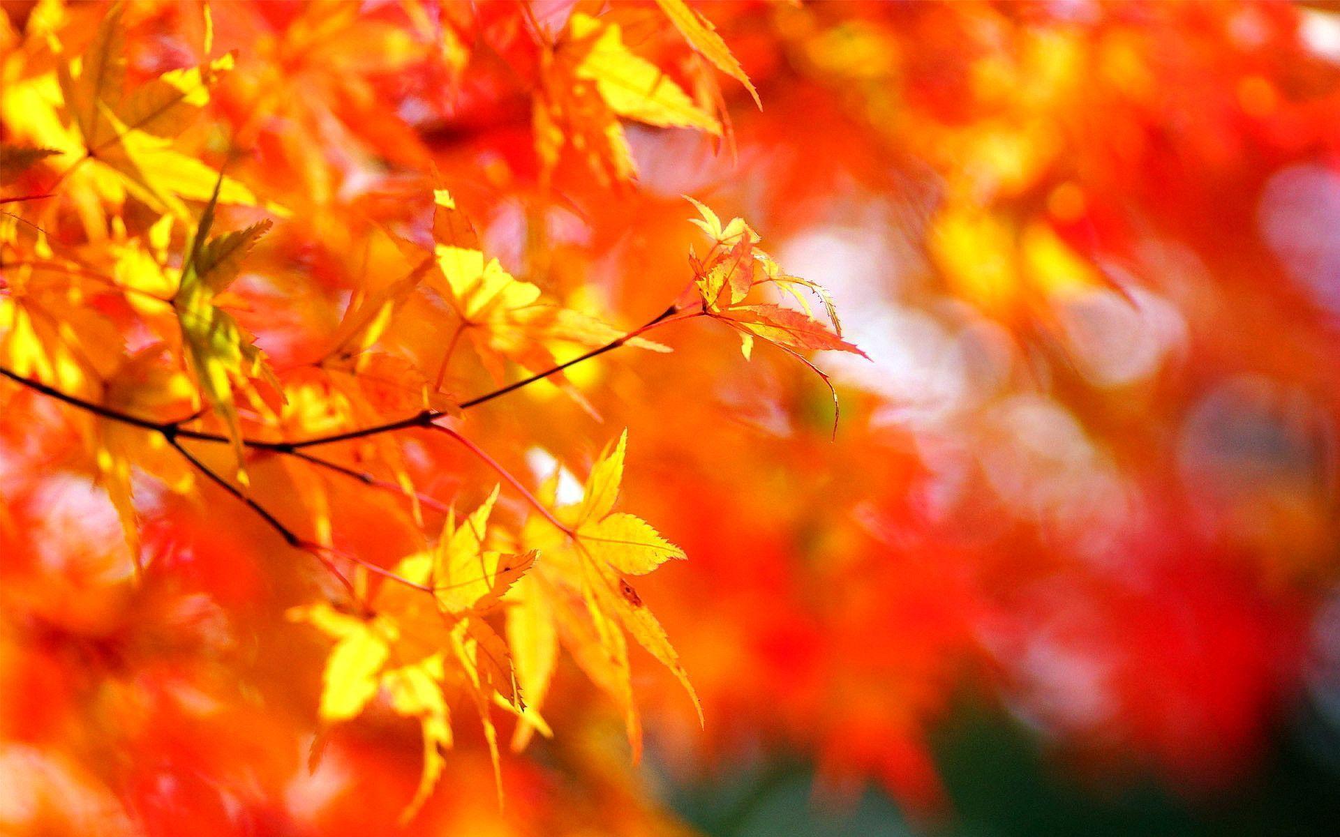 Autumn maple tree foliage Wallpaper