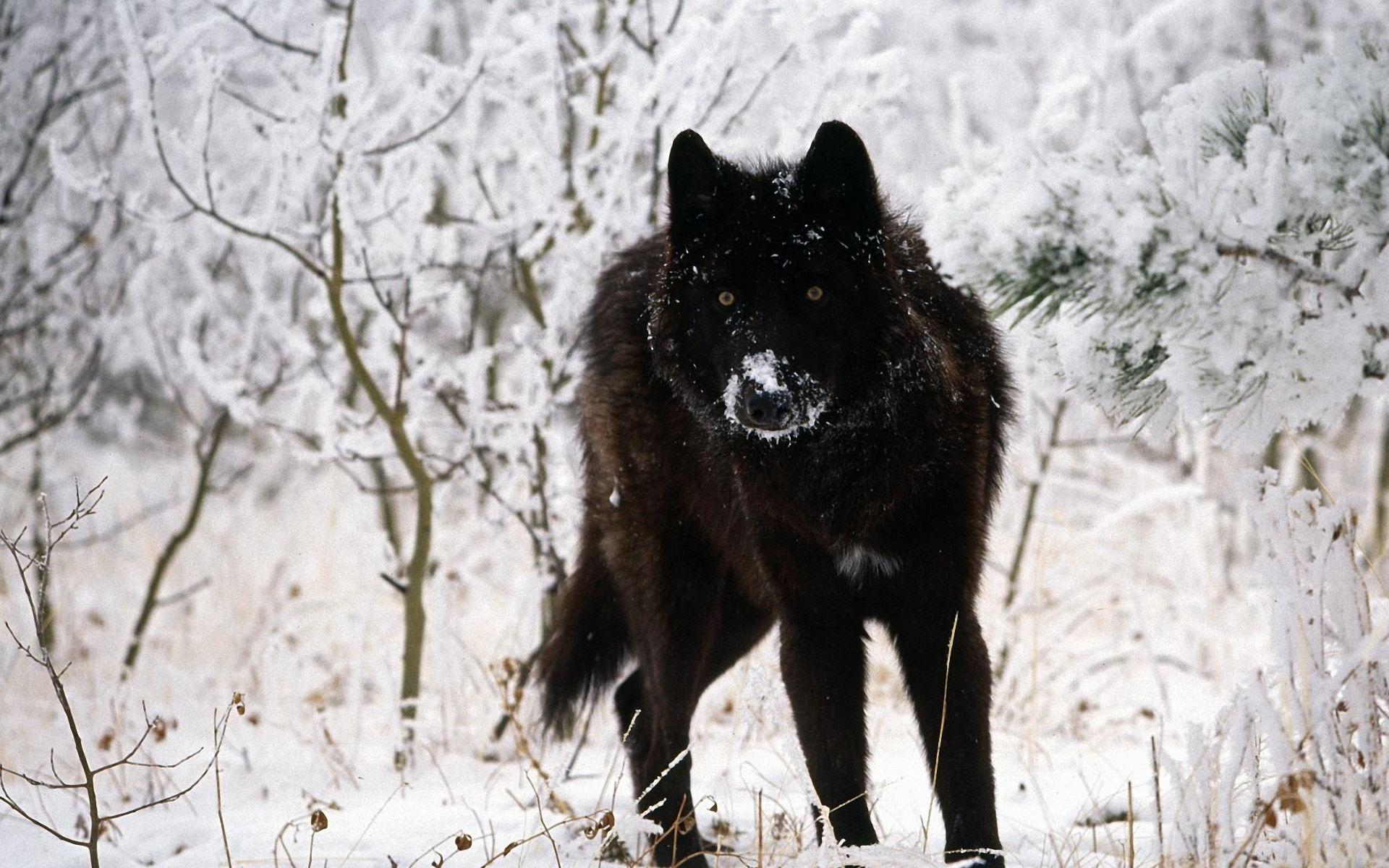 Surprising Black Wolf Wallpaper 1920x1200PX Wolf Wallpaper