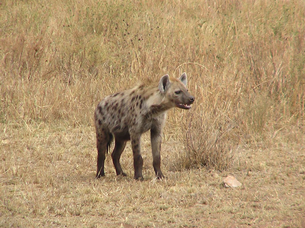 Animals For > Hyena Animal Wallpaper