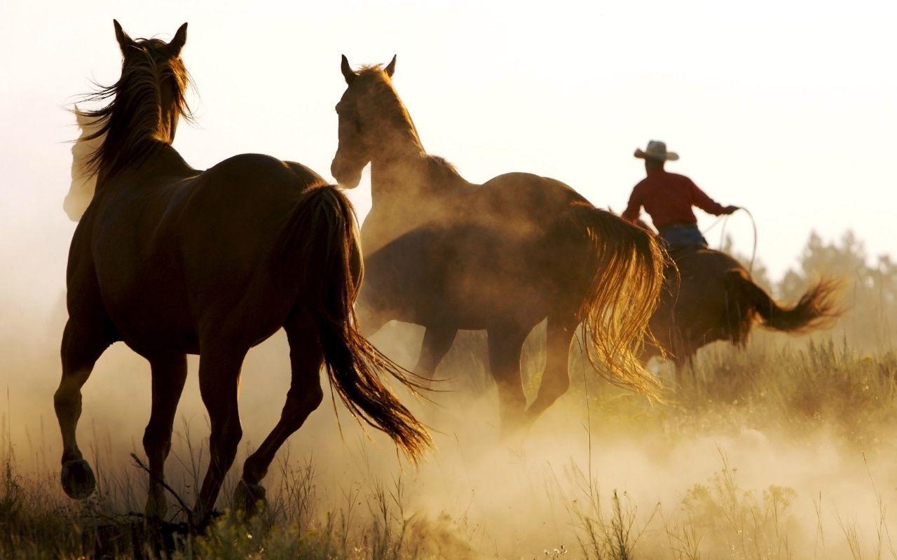 Wild Horses and Cowboy desktop PC and Mac wallpaper