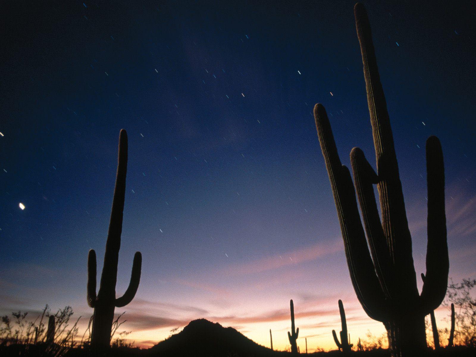 HD Wallpaper: 1600x1200 Nature Star Trails, Saguaro National