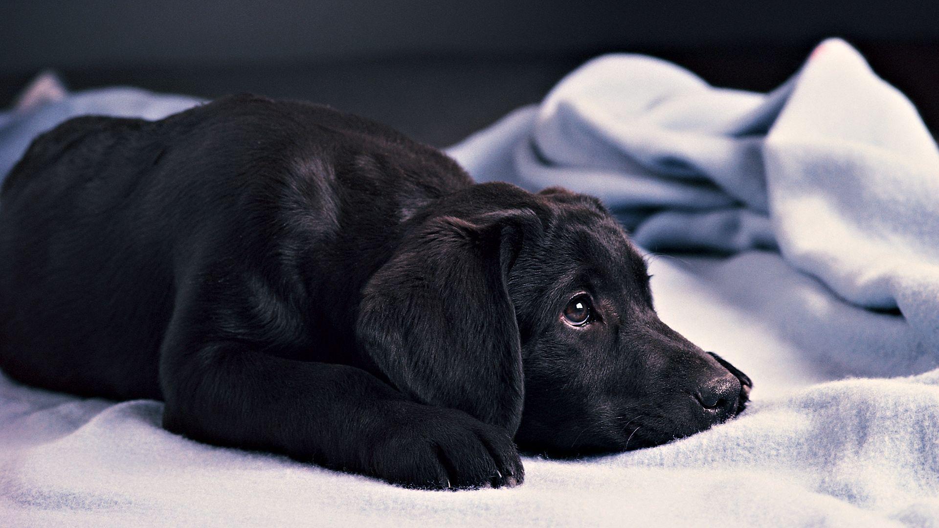 Cute Black Dog Wallpaper Wallpaper Inn