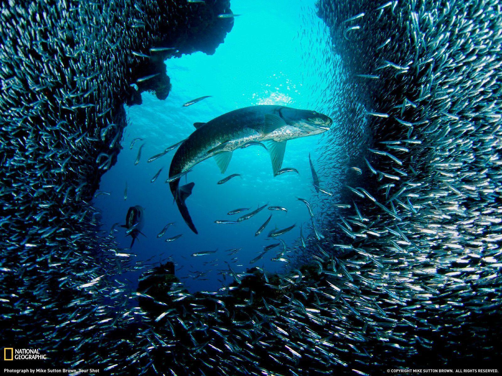 20+ Picturesque & Stunning Underwater Wallpapers