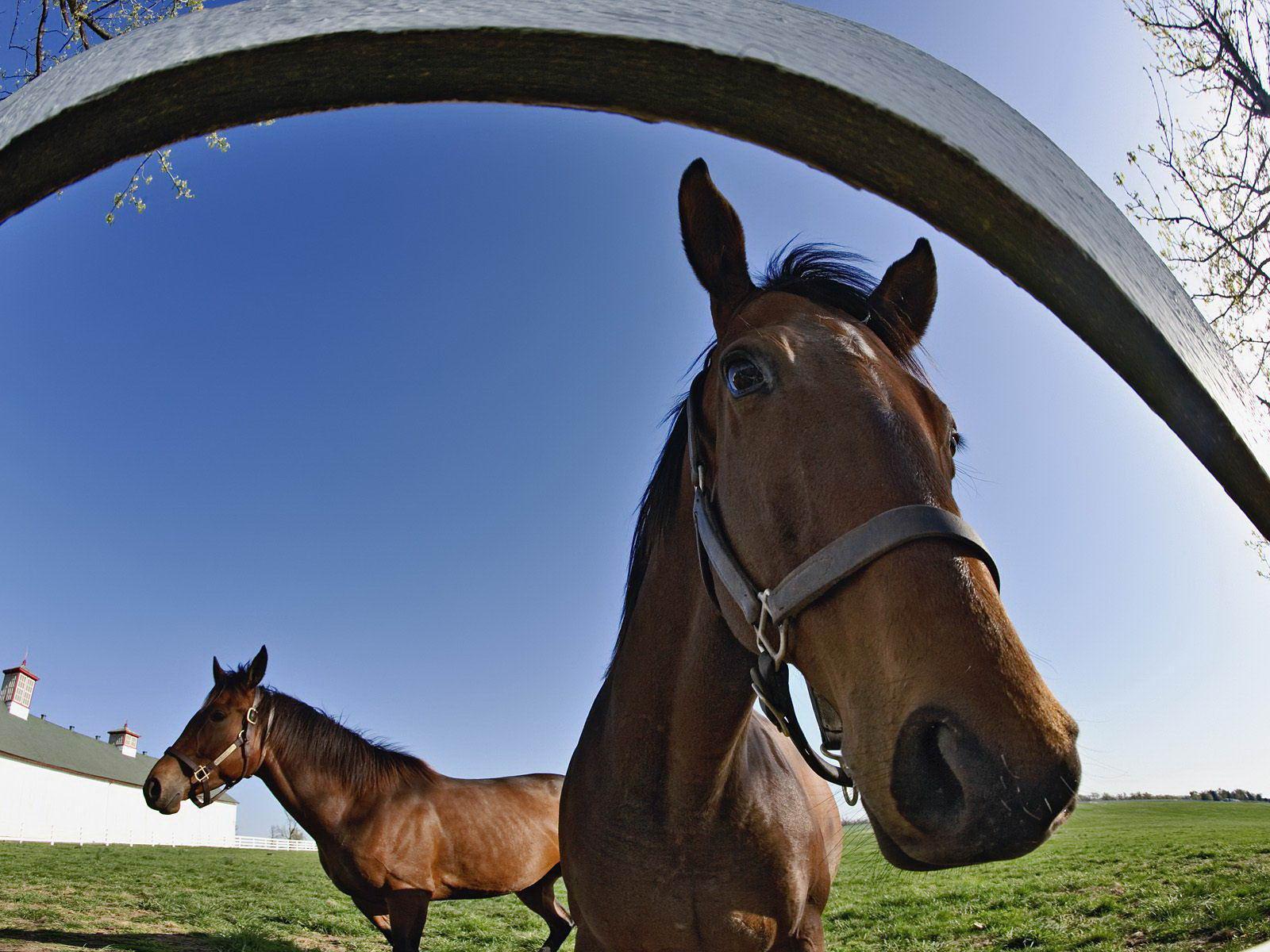 Free Running Horse Background For PowerPoint PPT