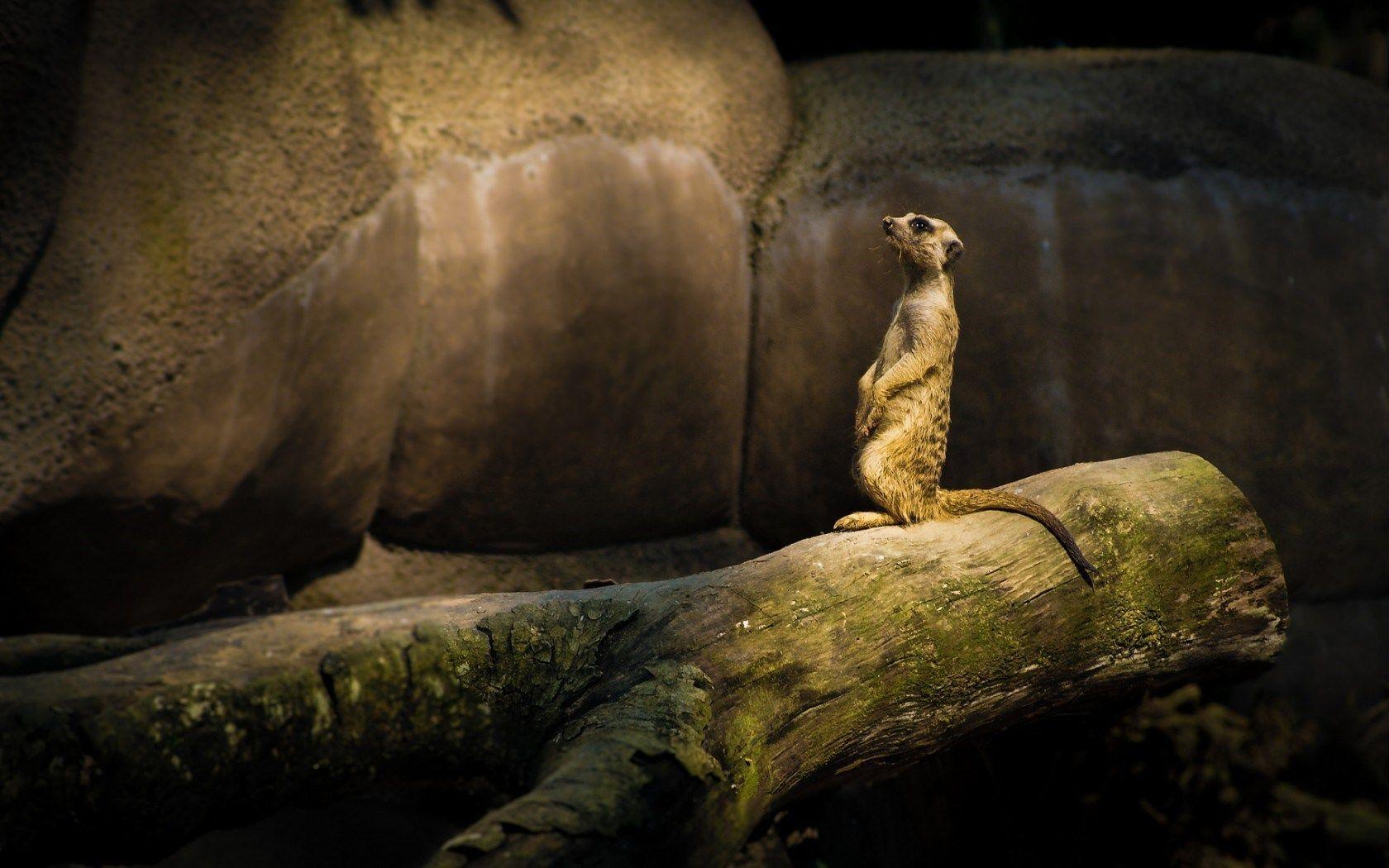 Meerkat Suricate Tree Trunk HD Wallpaper