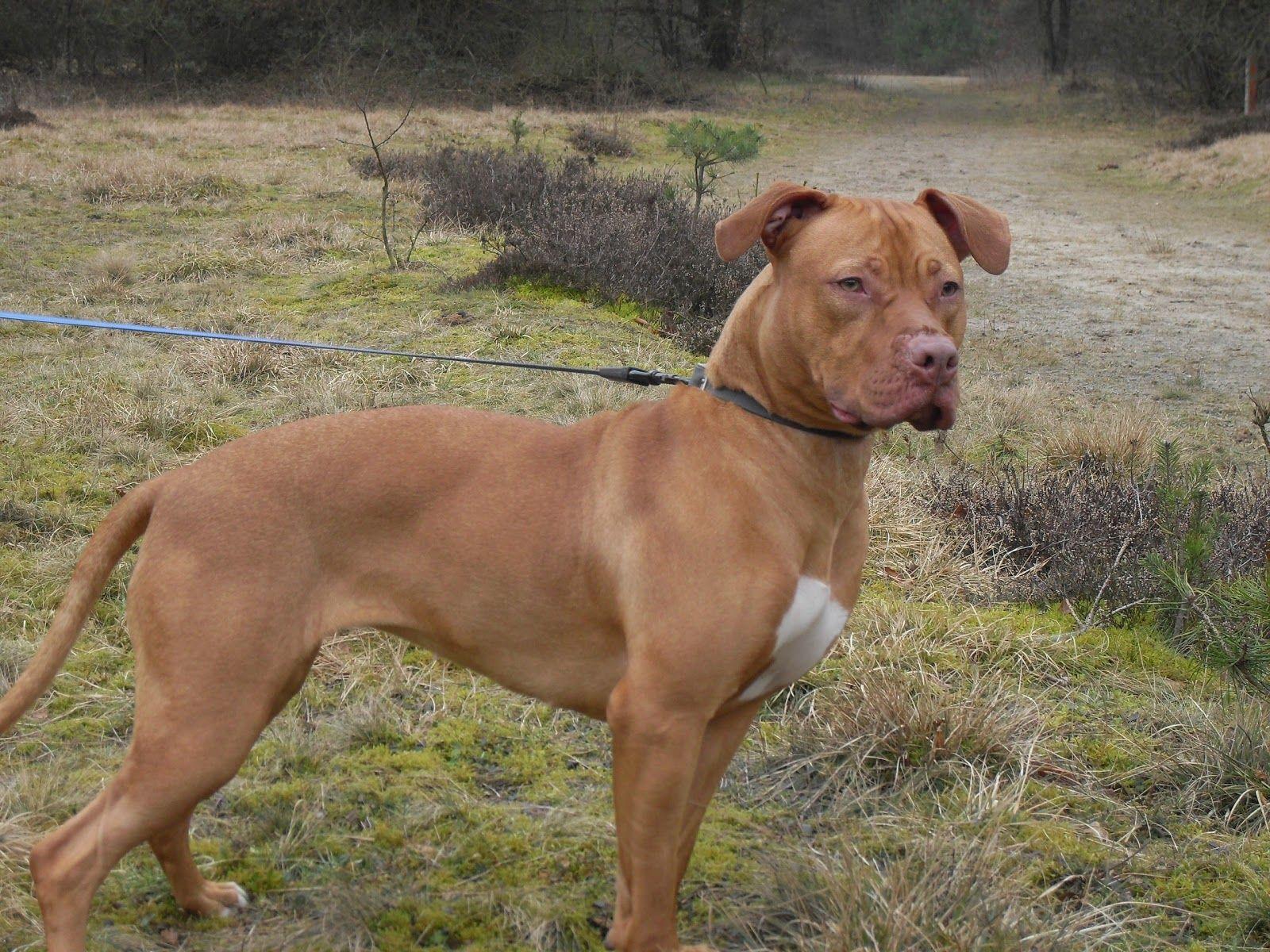 brown red nose pitbulls