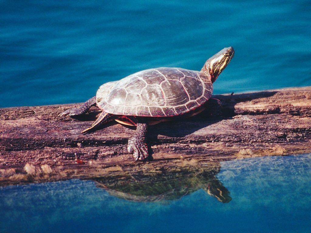 turtle wallpapers