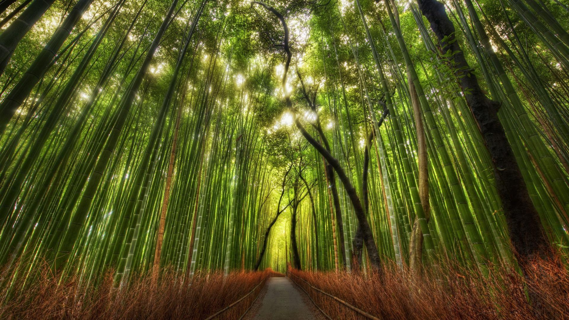 Amazing Bamboo Forest viewing Scenic Wallpaper HD Wallpaper & Ba
