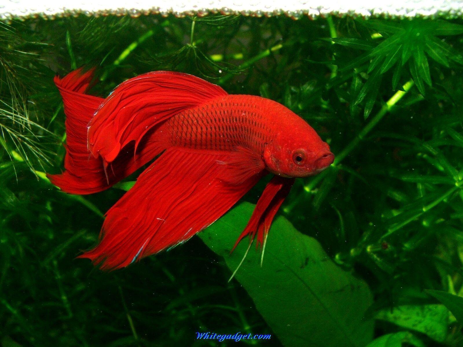 Fish Wallpaper Desktop