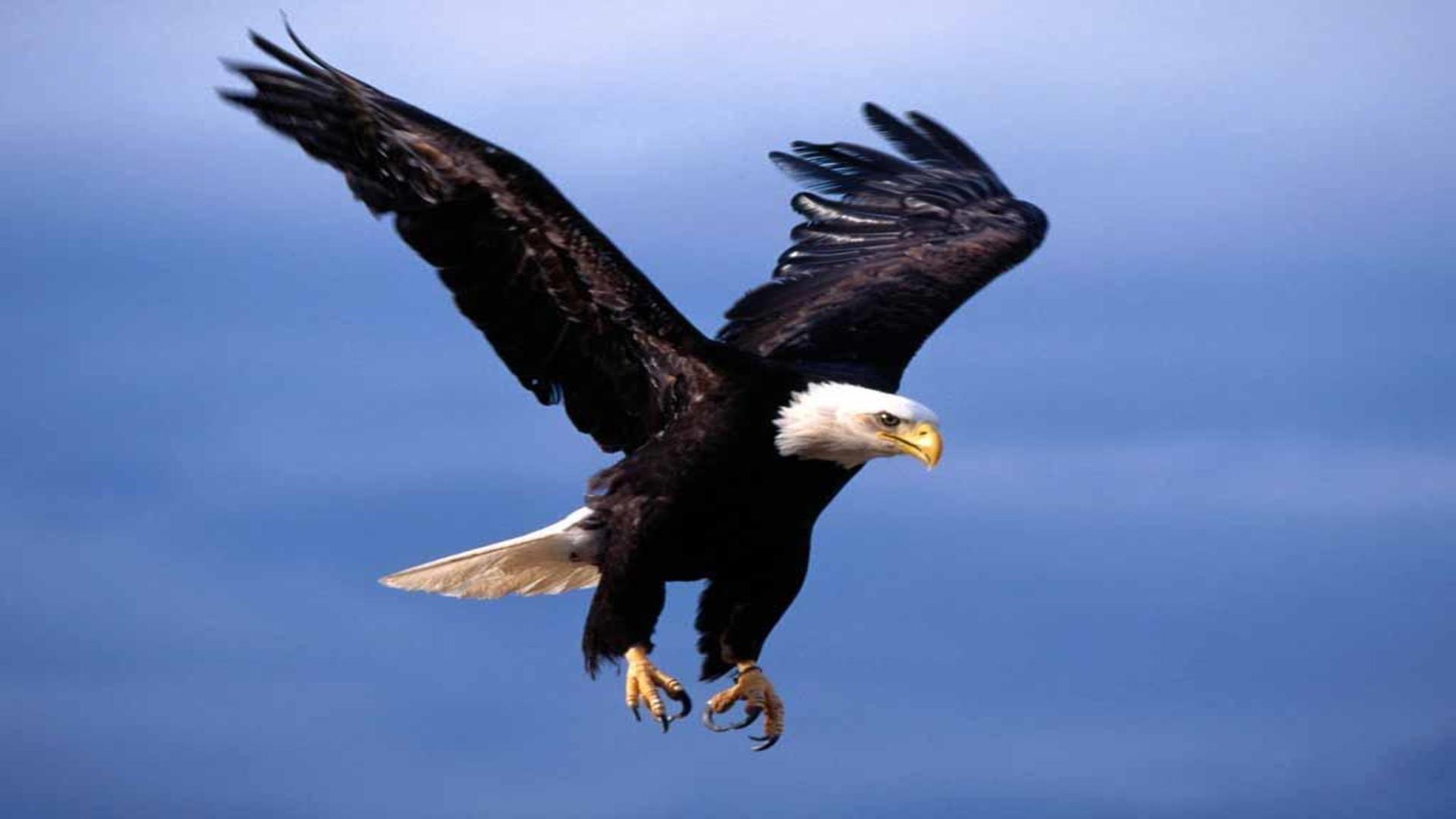 Fearsome flight bald eagle free desktop background