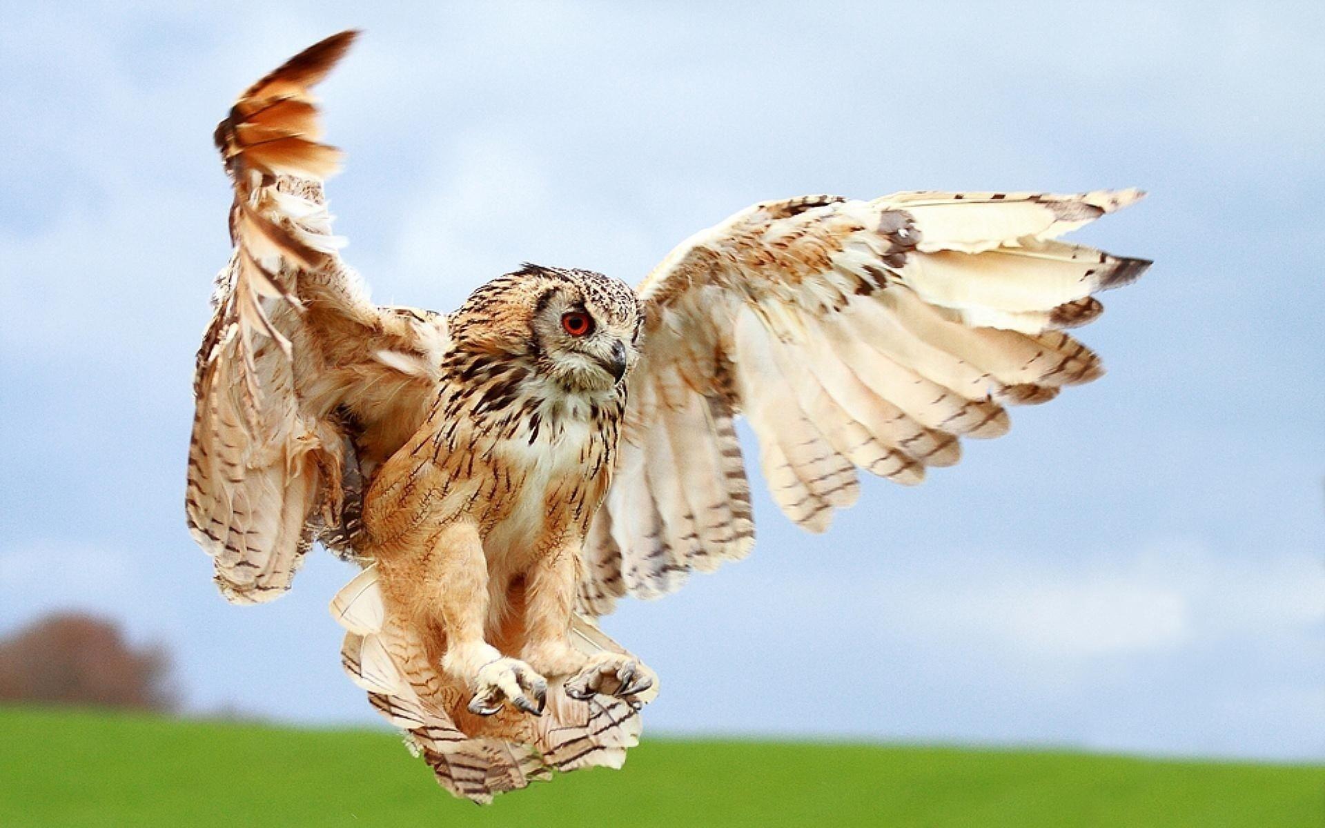 Birds of Prey wallpaper and image, picture, photo