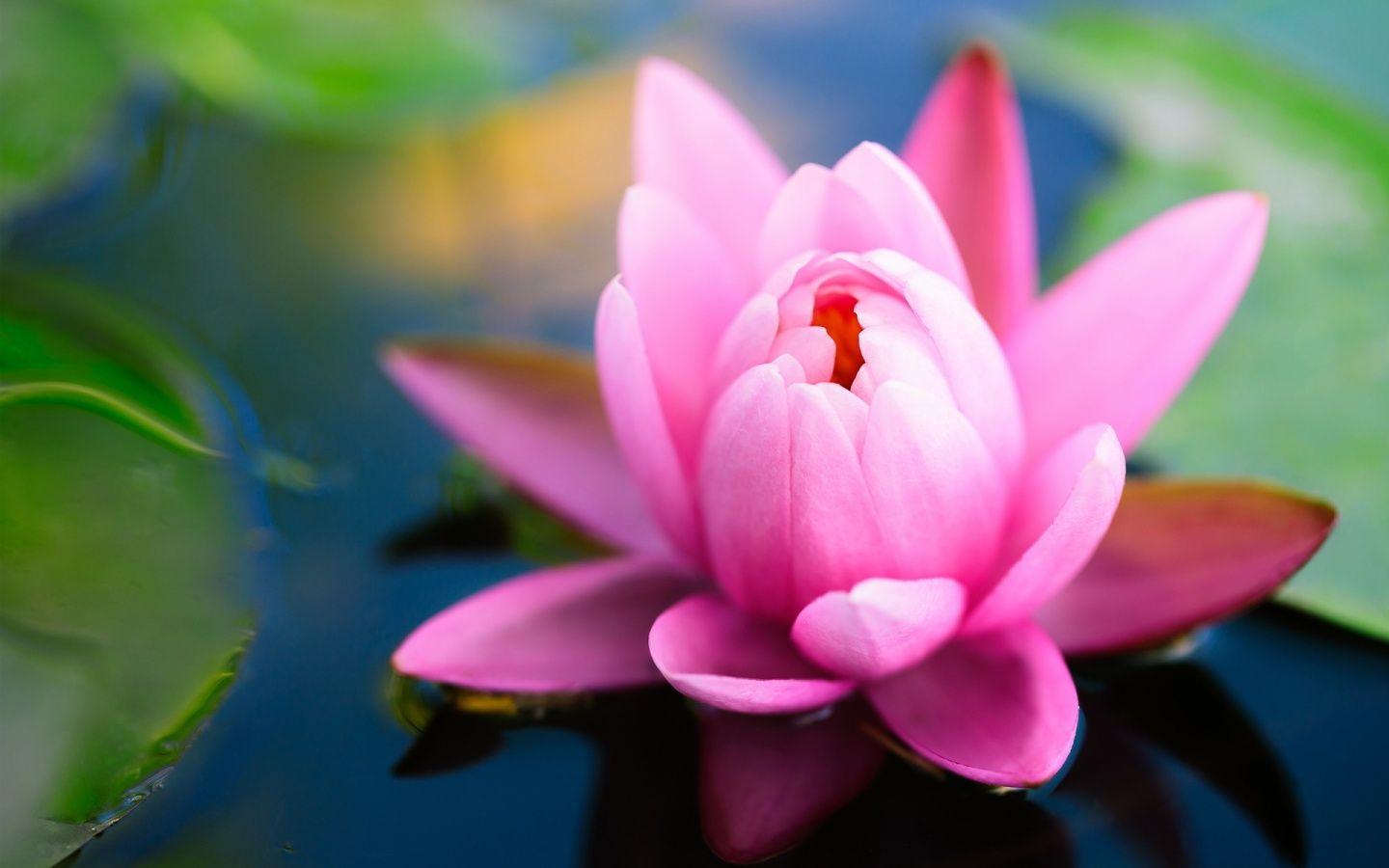 Pink water lily HD Wallpaper
