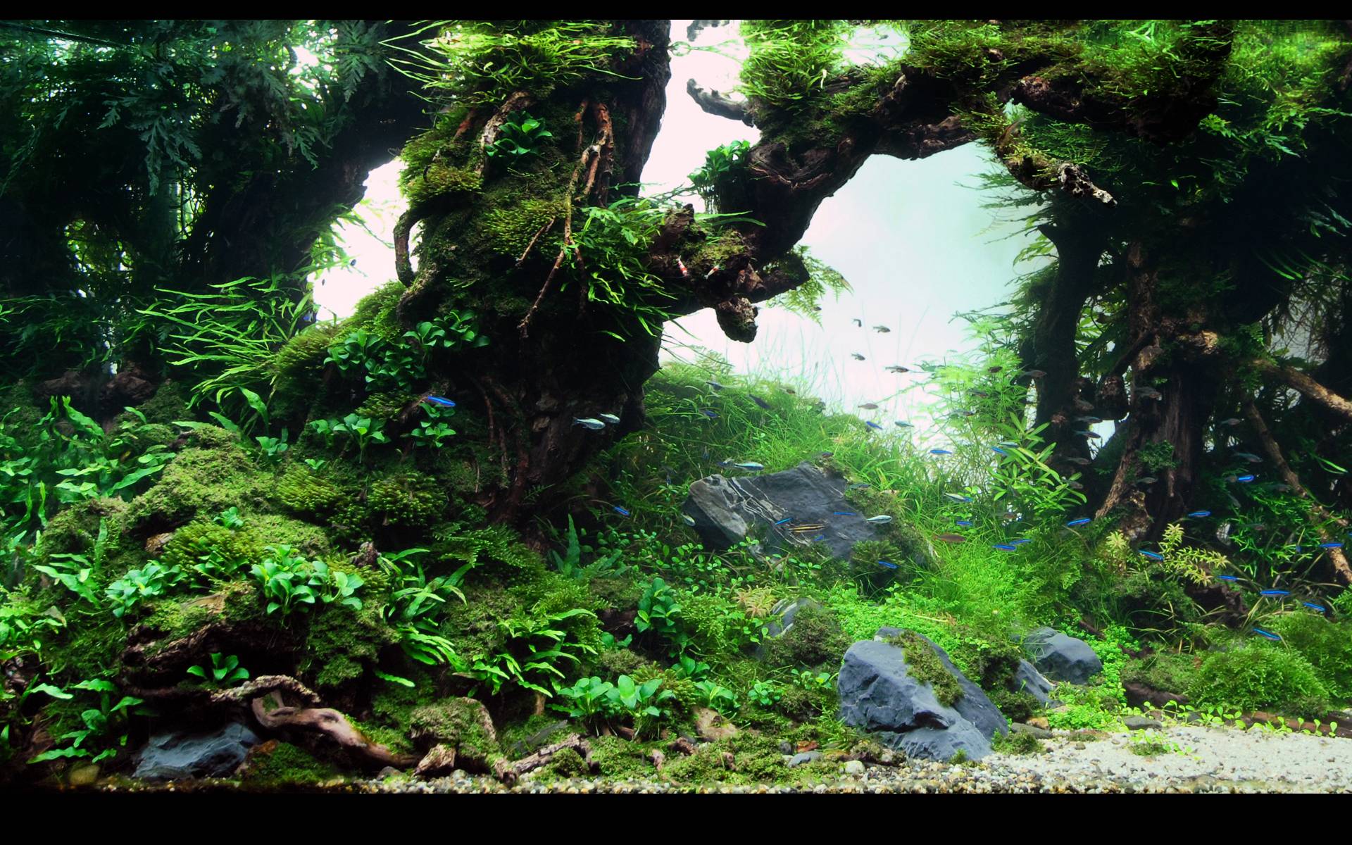 Aquascape Wallpaper Desktop | KABAR TEPAT