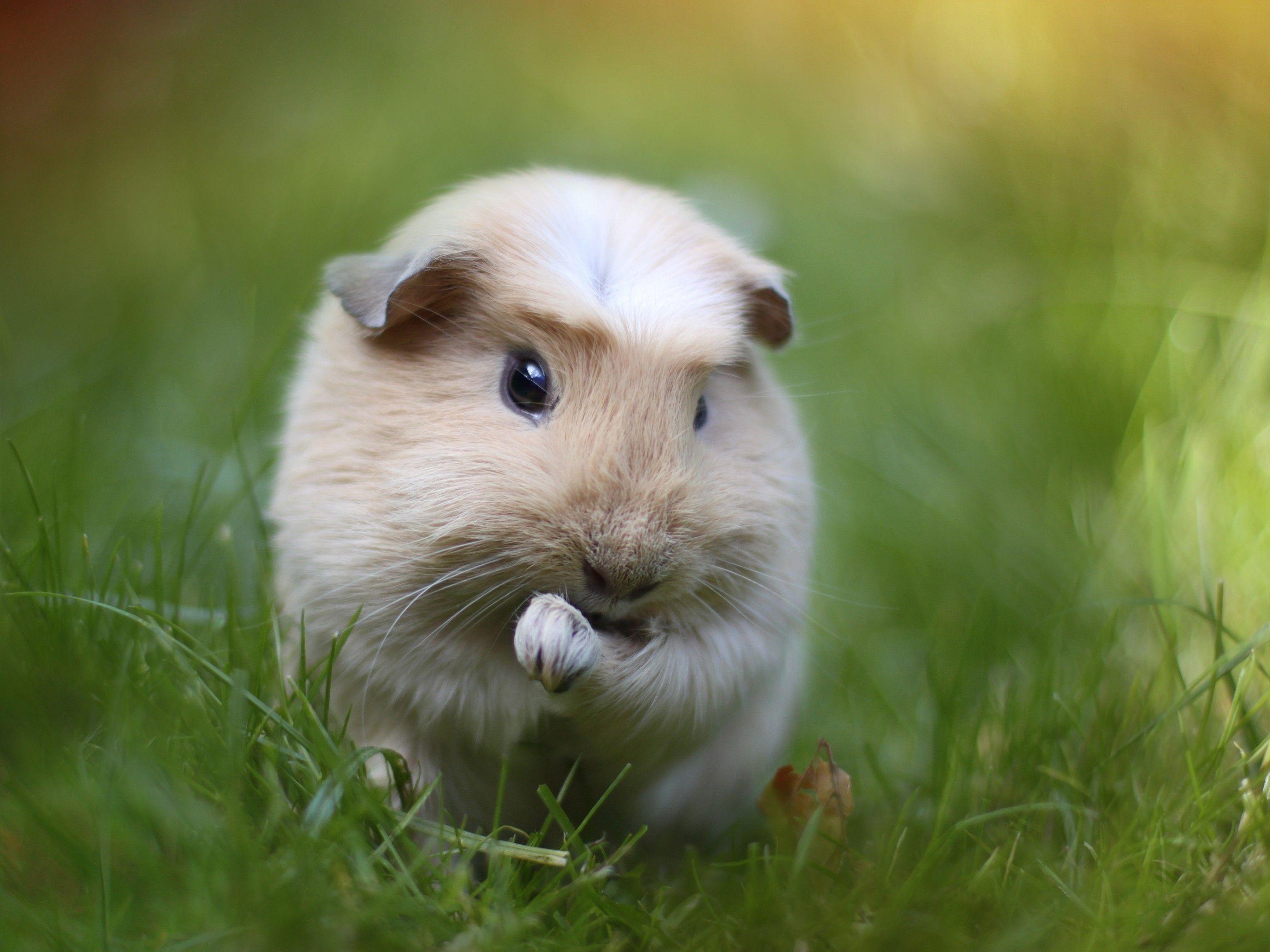 Rodent Guinea Pig Close Up (id: 184748)