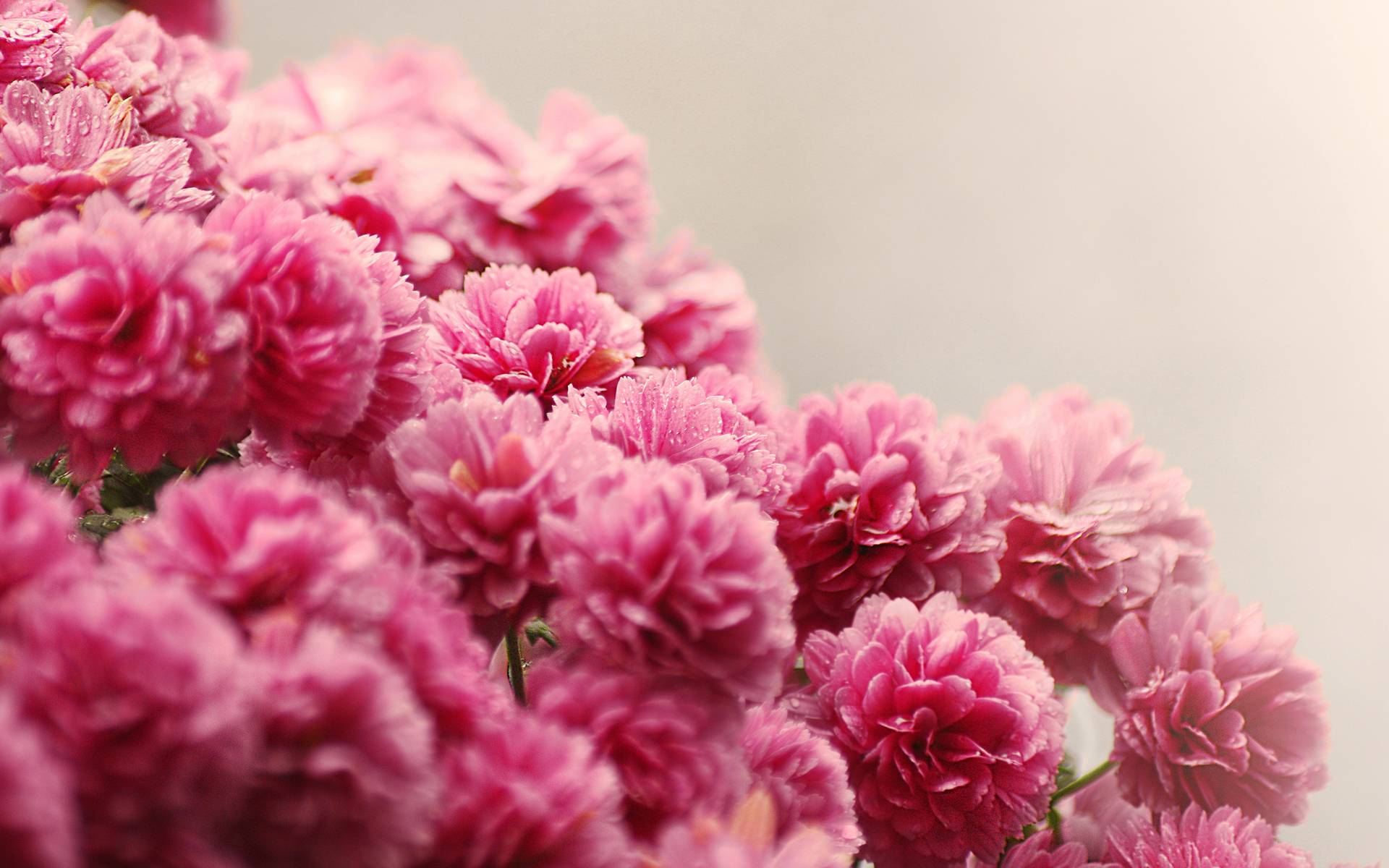 flowers, focus, rose, pink, drops, hd, wallpaper, beauty, background