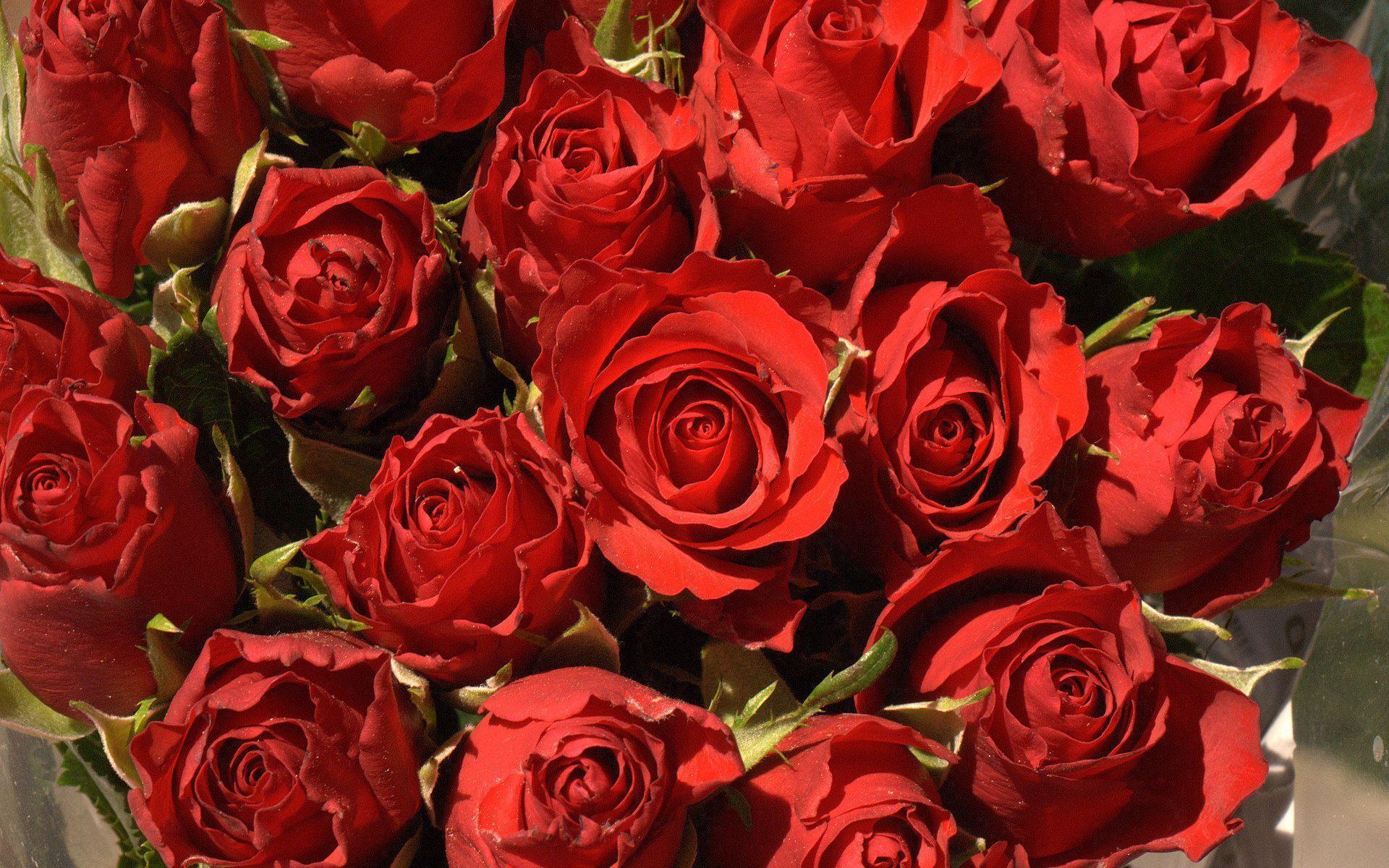 Fresh Red Roses Flowers HD Wallpaper Download Flower 1920x1080PX